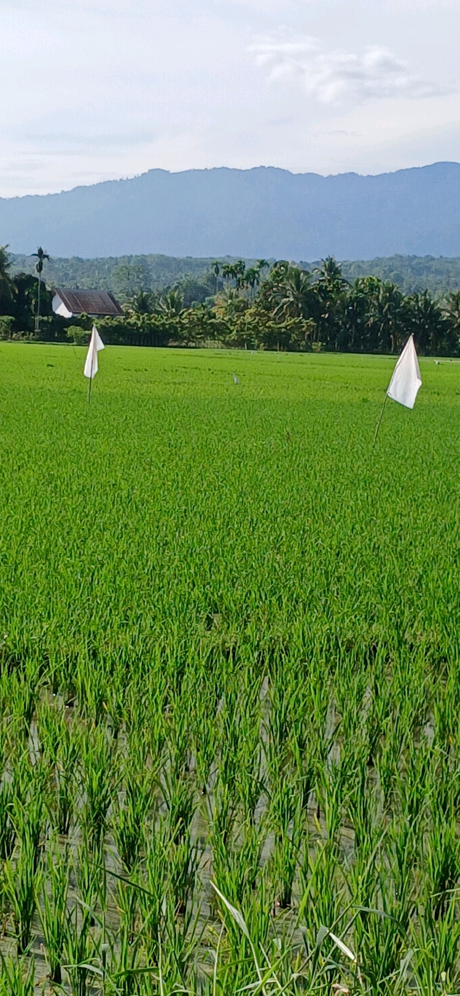 This image depicts a vast, lush green rice field in Darussalam, Indonesia, bathed in the soft light of what appears to be early morning or late afternoon. In the foreground, young rice plants are submerged in shallow water, creating a textured, verdant carpet. Two white flags, tied to poles, stand erect in the field, their white fabric stark against the vibrant green. One flag is positioned in the mid-ground to the left, and the other further to the right. In the distance, the landscape is dotted with trees and a hint of a traditional Indonesian house with a dark roof, suggesting a rural settlement adjacent to the farmland. Beyond the trees, a range of soft blue mountains forms the horizon, partially obscured by a hazy sky. A solitary grey bird, possibly an egret, stands in the field between the two flags, adding a touch of wildlife to the serene agricultural scene. The overall impression is one of peaceful rural life and agricultural productivity in a tropical setting.