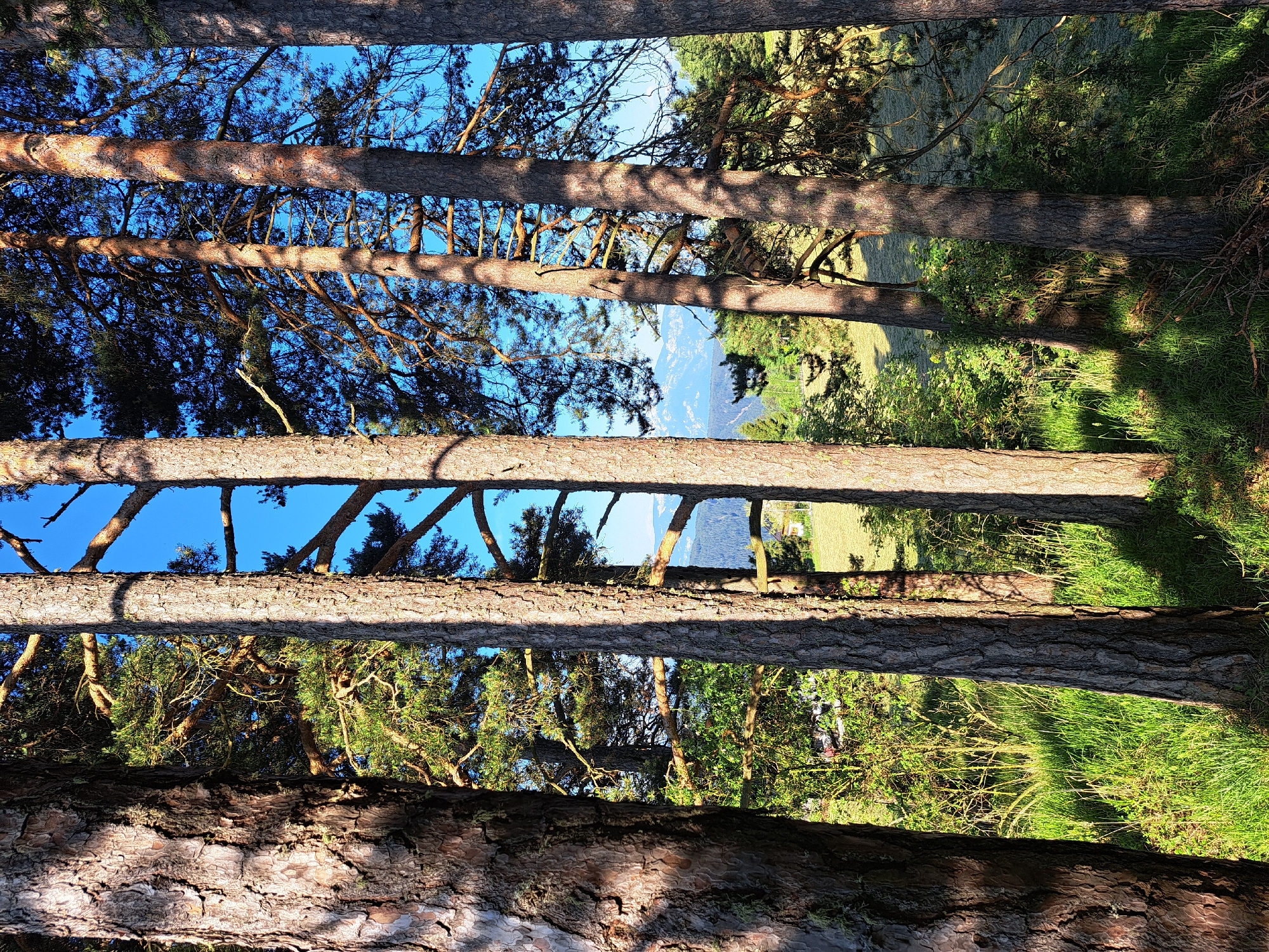 The image depicts a dense forest scene with tall pine trees dominating the foreground. Sunlight filters through the branches, casting dappled shadows on the forest floor. In the background, a bright blue sky is visible above a green, rolling landscape that appears to be a meadow or field. Distant mountains can be seen on the horizon. The overall impression is one of a peaceful, natural setting.