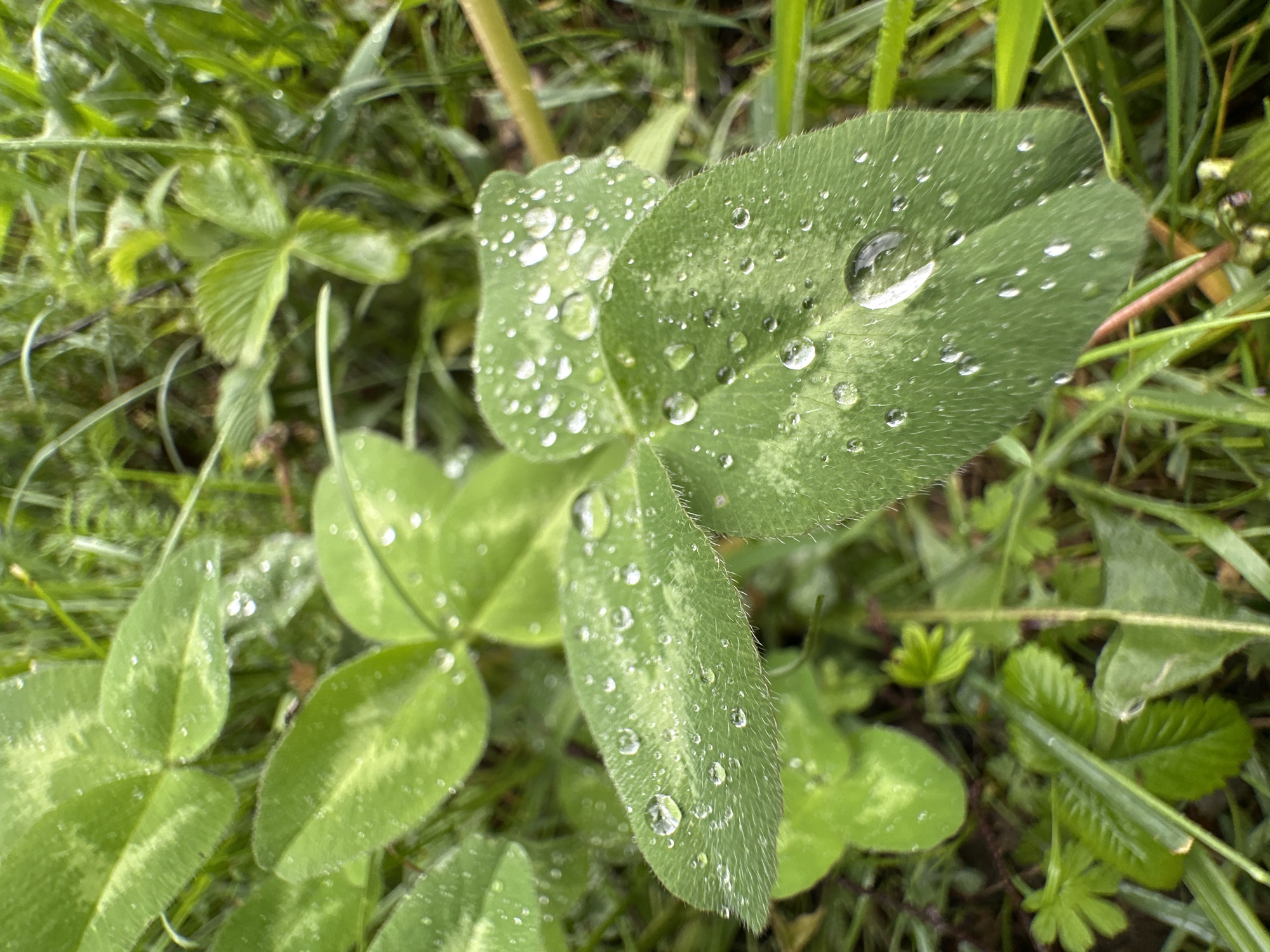 This close-up, eye-level photograph captures water droplets on clover leaves in Abzakovo, Russia. The dominant subject is a cluster of vibrant green clover leaves, some showing faint lighter green markings. Each leaf is adorned with numerous clear, spherical water droplets, ranging in size from tiny specks to larger, more prominent spheres that magnify the leaf's texture. The surface of the leaves appears slightly fuzzy due to a fine layer of hair-like structures. Surrounding the clover, the environment is a soft-focus backdrop of green grass and other foliage, suggesting a natural outdoor setting. The lighting is diffused, contributing to the gentle sheen on the water droplets and the overall serene atmosphere. There are no people or animals visible in the frame.