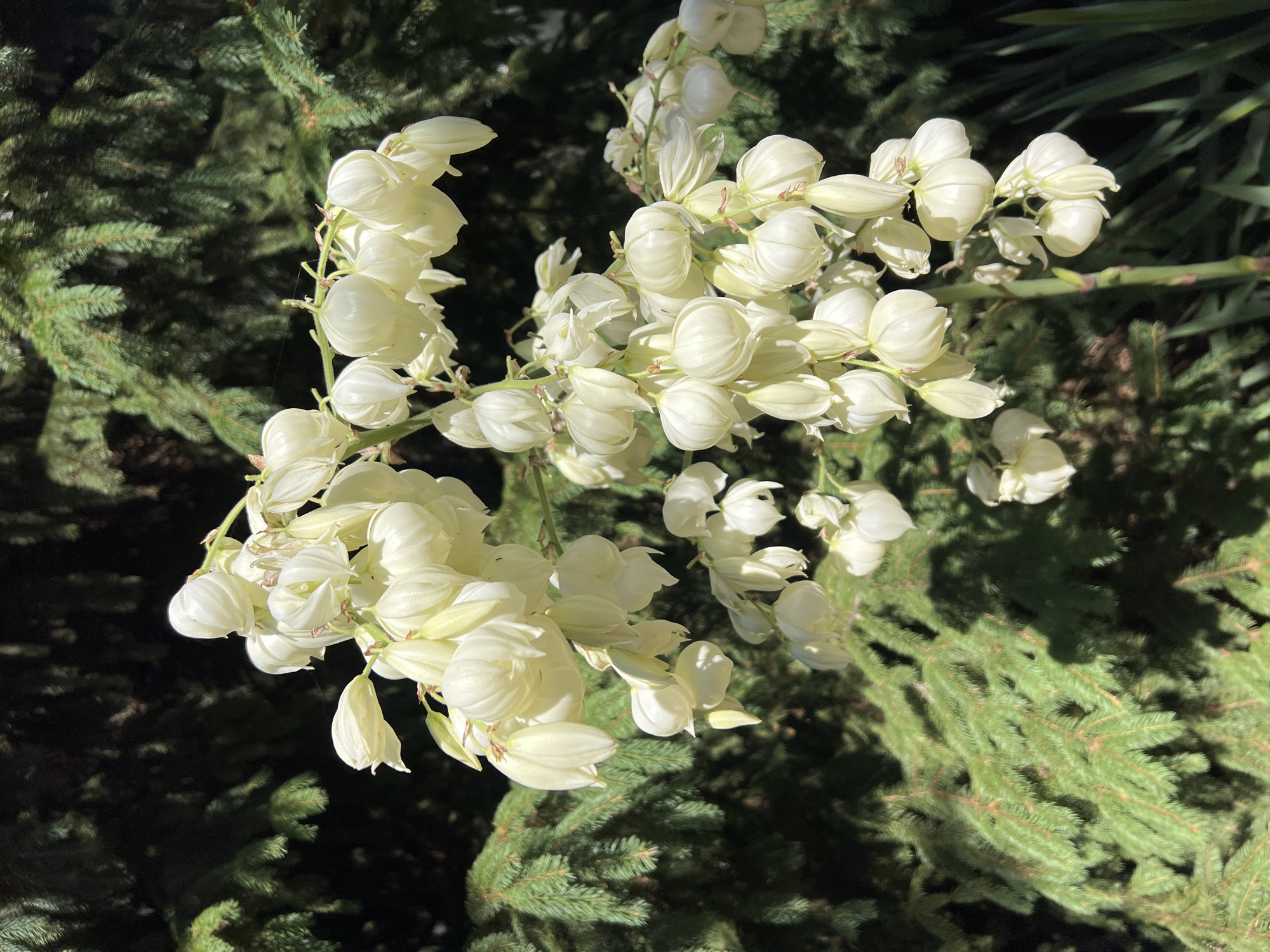 The image shows a cluster of white, bell-shaped flowers hanging from a stalk in front of a backdrop of dark green evergreen branches, likely a spruce or fir tree. The flowers are tightly packed together, with some buds still closed and others partially open, revealing delicate white petals. Sunlight filters through the foliage, casting dappled shadows on the flowers and branches. The background is out of focus, emphasizing the blooms. The scene suggests a garden or natural setting, possibly in Fontanka, Ukraine, given the context. There are no people or any discernible actions or interactions depicted.