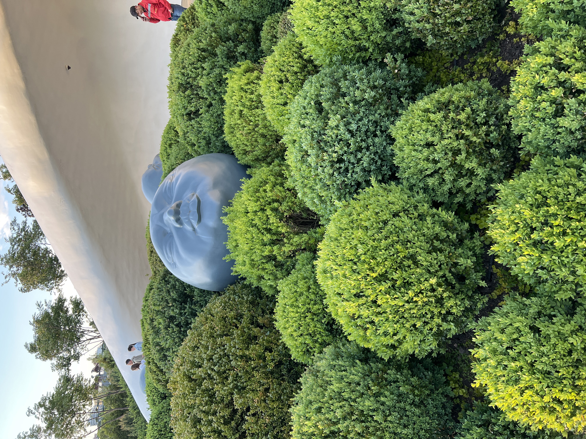 The image depicts a large, stylized, gray sculpture of a face embedded within numerous rounded, green bushes in a park setting. The face is oriented towards the right side of the frame. The bushes appear to be neatly manicured. Behind the sculpture and the bushes, a tall, curved, white structure is visible. In the background, there are trees, and the sky is partially visible. A person wearing a red jacket is visible at the top of the frame. A small group of people are near the white wall, far in the background. Based on information available, this scene is likely located in Krasnodar, Russia.
