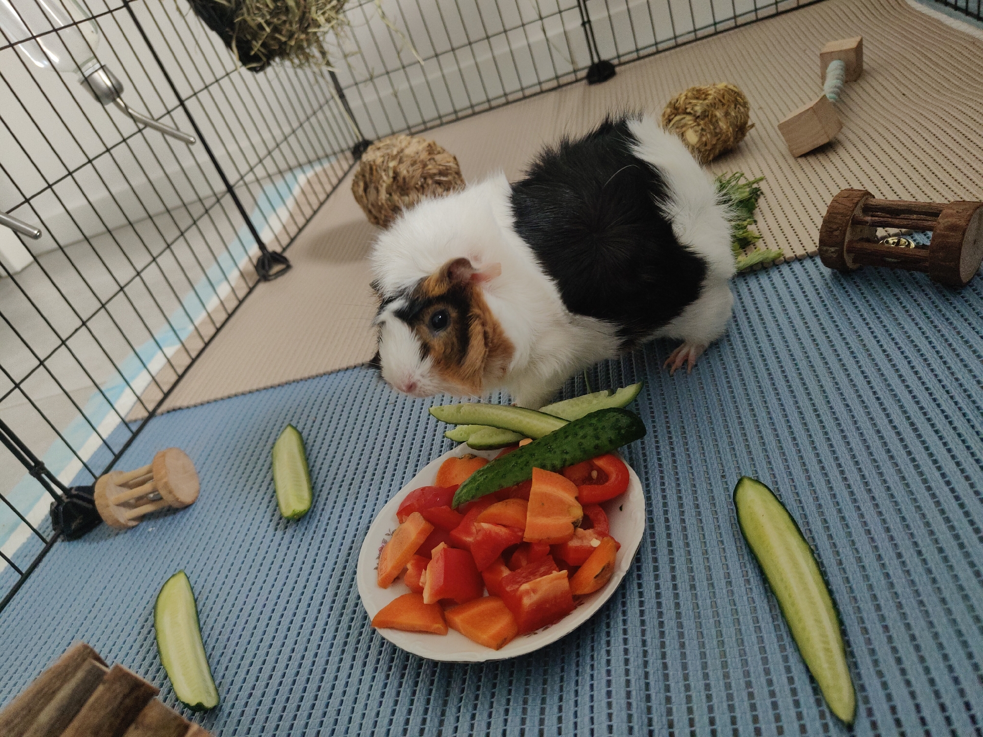 The image shows a guinea pig in a cage. The guinea pig is tri-colored with white, black, and brown markings. It is lying down on a blue mat. In front of the guinea pig is a white plate filled with chopped red and orange bell peppers, as well as several cucumber slices. There are also several loose cucumber slices scattered around the cage on the blue mat and a beige mat underneath. The cage is made of black wire fencing. In the background, there is a water bottle attached to the cage and a hay dispenser. There are also several wooden toys scattered in the cage. The image does not provide any information about the location in the city of Nowy Dwór Mazowiecki, Poland.