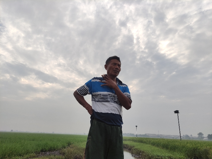 An eye-level, outdoor shot captures a man standing amidst vast green agricultural fields under a heavily overcast sky. The scene is likely set in Wonoayu, Indonesia, depicting a rural, farming environment. The man, who appears to be middle-aged with short, dark hair, is positioned slightly to the left of the frame. He wears a short-sleeved polo shirt with horizontal stripes in blue, white, and black, and dark green long shorts or pants. His right hand rests near his neck or chest, while his left hand is on his hip, and he looks towards the right with a thoughtful or pensive expression.
The foreground features a narrow, muddy path or water channel separating two sections of vibrant green crops, possibly young rice paddies. These fields stretch into the distance, conveying a sense of extensive agriculture. The sky is dominated by thick, gray clouds, indicating an overcast day with soft, diffuse lighting. In the middle ground on the right, two tall, slender poles topped with small, dark, box-like structures are visible, potentially serving as birdhouses or scarecrows. Faint outlines of distant buildings can be seen on the horizon through a slight atmospheric haze. No visible text is present in the image. The overall impression is one of a quiet, working day in a farming landscape.