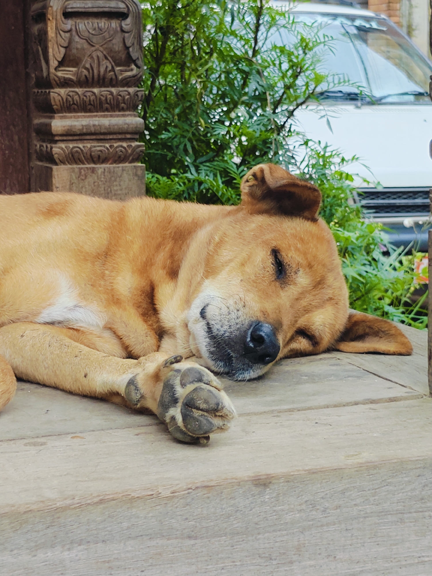 An alert, tan-colored dog with black markings on its nose and paws sleeps on a wooden surface, its head resting on its paws. The dog is positioned in the foreground of the image, with a carved wooden pillar to its left. Behind the dog, lush green foliage and the front of a white vehicle are visible. The image is taken outdoors, likely in an urban setting in Kirtipur, Nepal, given the presence of traditional carved architecture and the general environment.