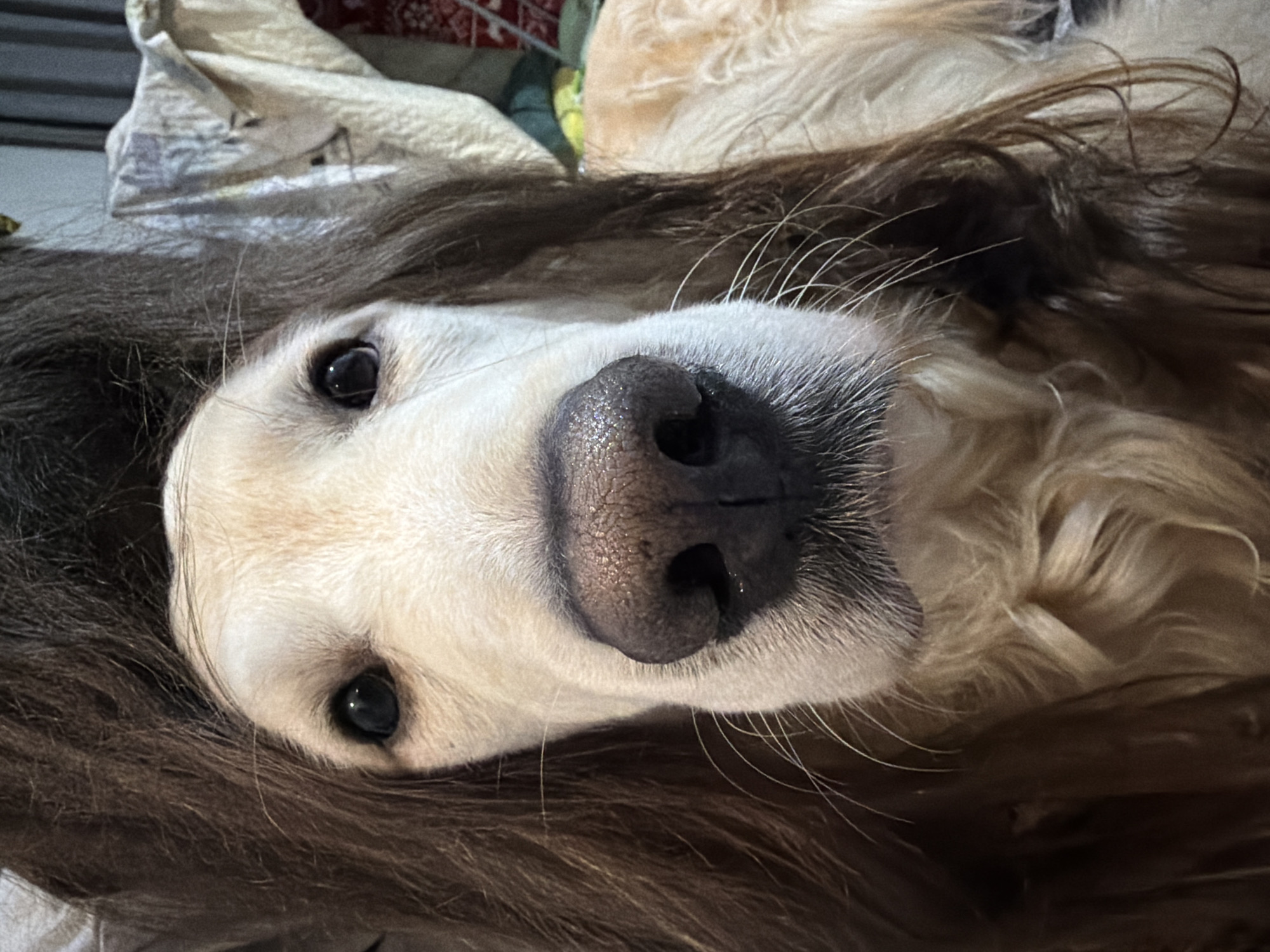 The image presents a close-up, horizontal portrait of a dog's head, possibly an Afghan Hound or a similar long-haired breed, lying down and looking directly at the camera. The dog's face features light cream or off-white fur, with prominent dark, curious eyes and a large, moist black nose. Long, delicate white whiskers extend from its muzzle. The dog's head is surrounded by or resting on a mass of long, dark brown fur, which could be its own body fur or that of another creature.
In the upper portion of the background, a light-colored, textured fabric, possibly a blanket or bedding, is visible, suggesting an indoor setting. The lighting is soft and appears to be artificial or diffused natural light, contributing to a calm atmosphere. The dog's expression is serene and contemplative, indicating a relaxed state. No human subjects, specific activities beyond resting, or visible text are present in the image. The scene is indoors, offering no specific location cues that point to Tbilisi, Georgia, beyond the provided context.