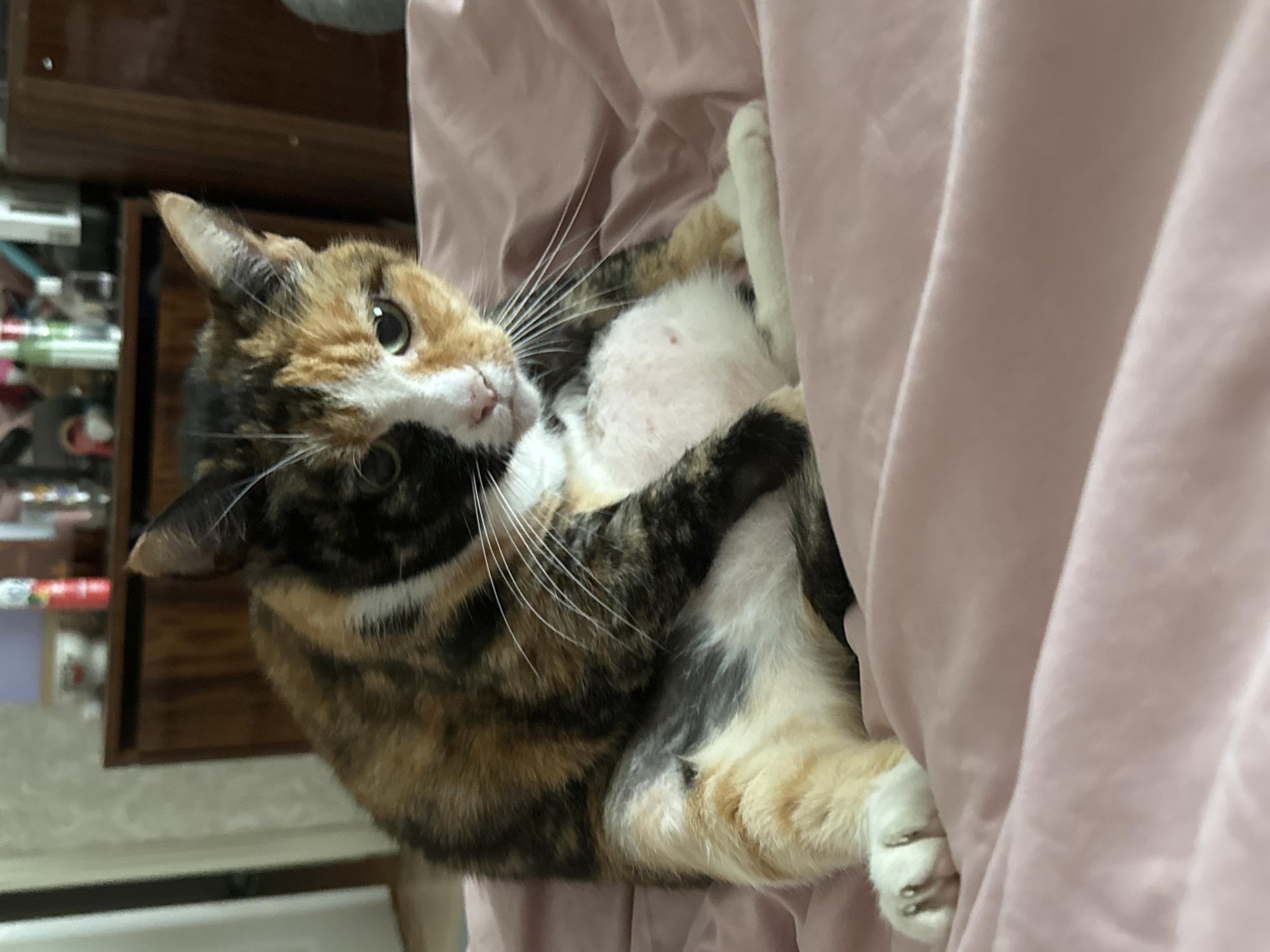 A close-up shot features a calico cat lying on a light pink, possibly velvet, material. The cat is on its back, with its paws up. Its fur is a mix of black, orange, and white. The cat's belly is visible, appearing partially shaved or thin-haired. The cat's whiskers are prominent. A dark brown wooden structure is visible in the background, partially obscured by the cat's head and the pink material. It is not possible to discern if the location is in the city of Unknown, Unknown.