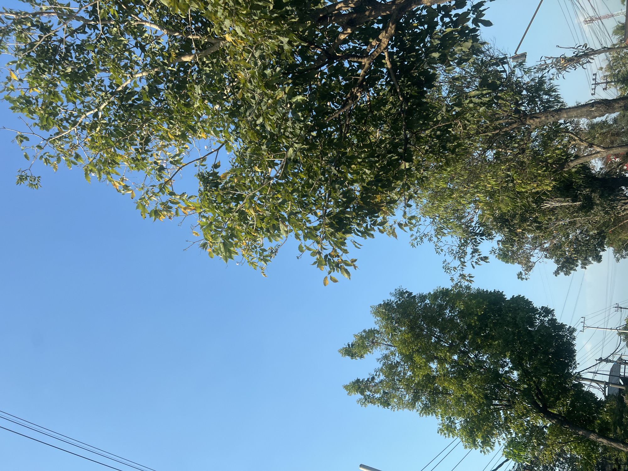 The image captures a clear, bright blue sky above a street scene in Magelang, Indonesia. Two large trees with dense green foliage dominate the foreground, one on the left and a larger one on the right. Power lines are visible crisscrossing the sky, with utility poles and street lights interspersed among the trees and in the background. The lower portion of the image shows a glimpse of the street infrastructure, including what appear to be buildings and more poles. The scene suggests a typical daytime view along a road in a developed area of the city.