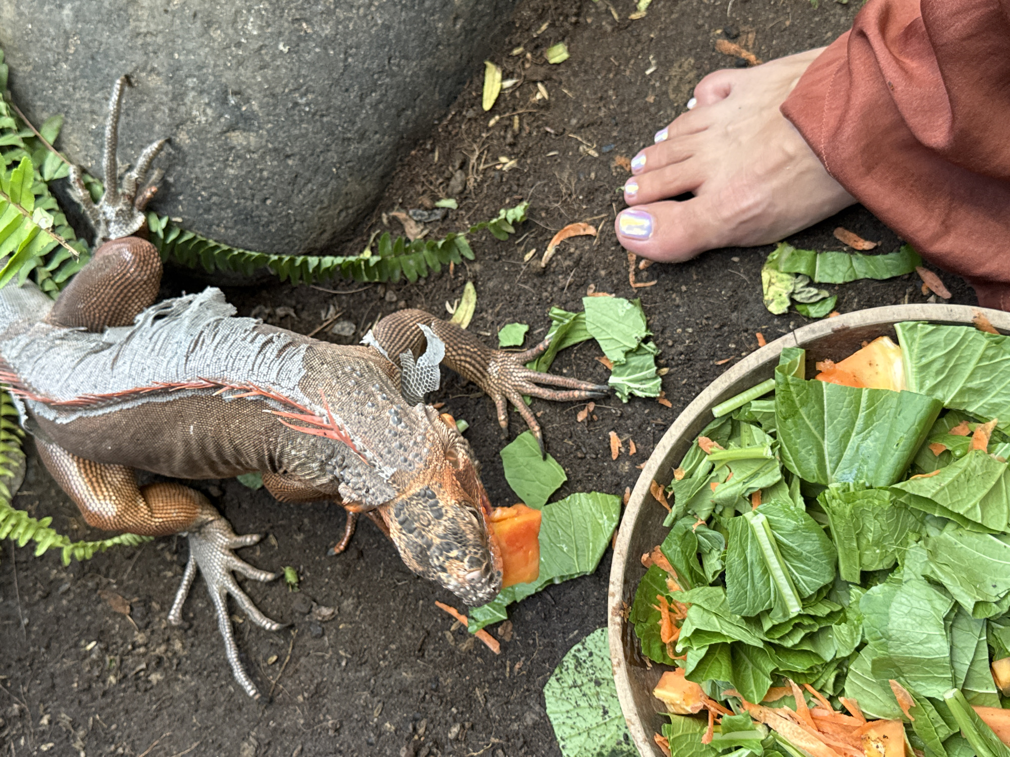 An iguana is eating a piece of papaya, with its body partly covered by shed skin. The iguana is positioned on soil near a rock, a wooden bowl filled with leafy greens and sliced carrots, and a bare human foot with painted toenails. The scene is set outdoors in Ungasan, Indonesia.