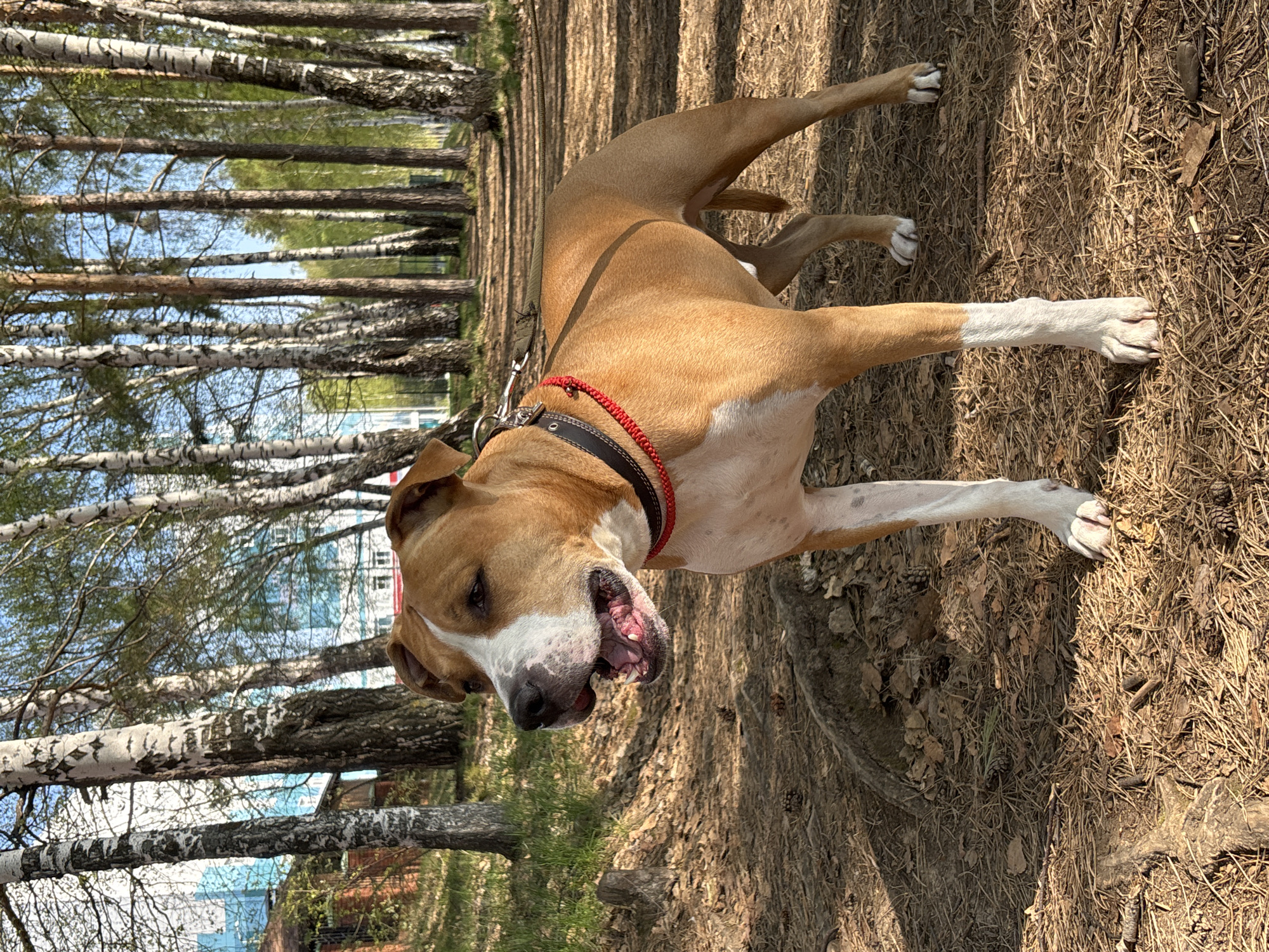 A tan and white dog with a red and black collar stands in a park in Chaikovsky, Russia. The park has birch trees and pine needles covering the ground. A building is visible in the background.