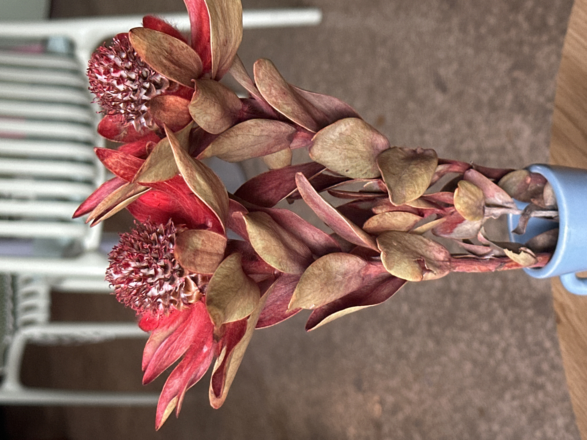A still-life photograph shows a light blue mug with two dried Banksia flowers inside, situated on a wooden surface in an interior setting. The flowers have red and brown petals. The background includes part of a white chair with horizontal slats and a grey carpet. There are no people visible in the image. The location is not discernible from the image; therefore, the location is not Kryvyi Rih, Ukraine.