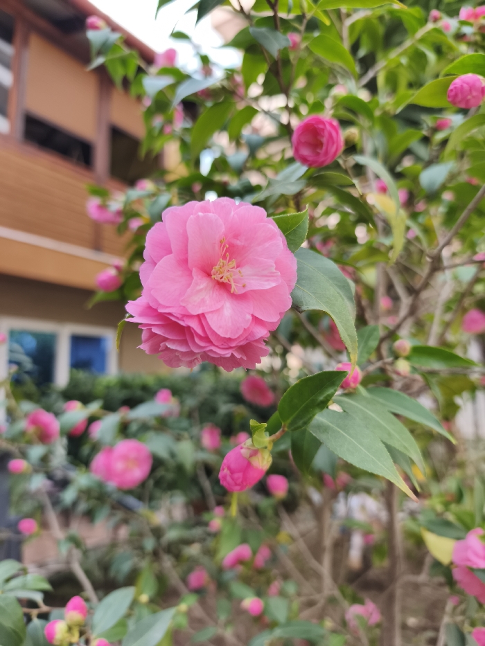 The image displays a close-up, sharp-focus view of a fully bloomed pink Camellia flower, positioned prominently in the upper-left quadrant. This flower features numerous delicate pink petals layered around a central cluster of yellow stamens. Below this primary bloom, a secondary, partially visible pink Camellia flower is observed. A tightly closed pink flower bud, encased in green sepals, is located on a branch in the lower-right foreground. The midground is populated by numerous additional pink Camellia flowers and buds, along with green leaves, all rendered with a soft, blurred depth of field. The background includes architectural features: a building facade in the upper left, characterized by light brown paneling or siding and a dark, recessed opening, possibly a window or balcony. Further left and lower, another structure with two distinct blue-framed windows is partially obscured by foliage. The scene is illuminated by natural daylight and is located in Budva, Montenegro. No individuals are present.