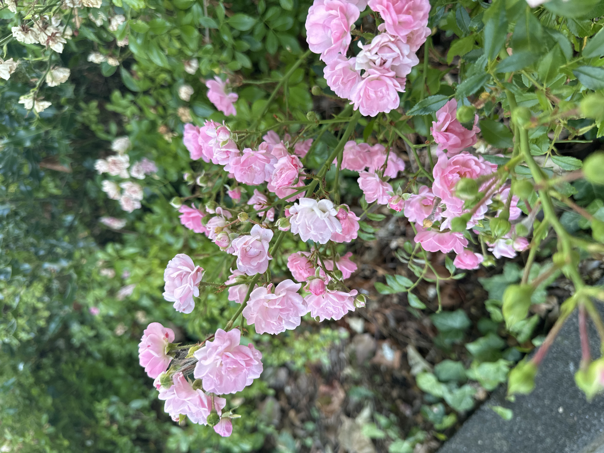 In Krefeld, Germany, an outdoor scene features a close-up view of a rose bush laden with numerous small pink roses. The roses are in various stages of bloom, with some fully open and others in bud. The bush is dense with green foliage. In the background, more greenery and some dried, pale flowers are visible, suggesting a garden setting. The lower left of the image shows a concrete edge, possibly a sidewalk or garden border, with ivy growing alongside it. The lighting appears natural, indicating daytime.