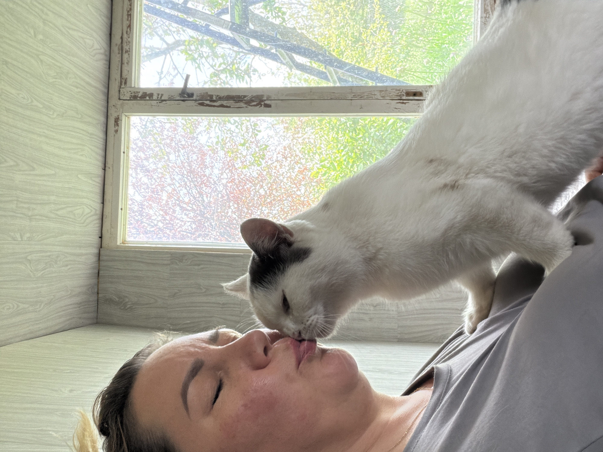 A medium shot, taken from a low angle, depicts a woman lying on her back with her eyes closed, and a white cat with black markings standing over her, seemingly nuzzling her lips. The woman has fair skin, dark eyebrows, and her hair appears to be tied back. She is wearing a gray t-shirt and a gold necklace. The cat is predominantly white with some black patches on its head. The location appears to be indoors, near a window. The window frame is painted white, and outside, there is greenery visible. The walls and floor have a light, wood-grain appearance. The city of Leningradskaya, Russia is not visually discernible from the image.