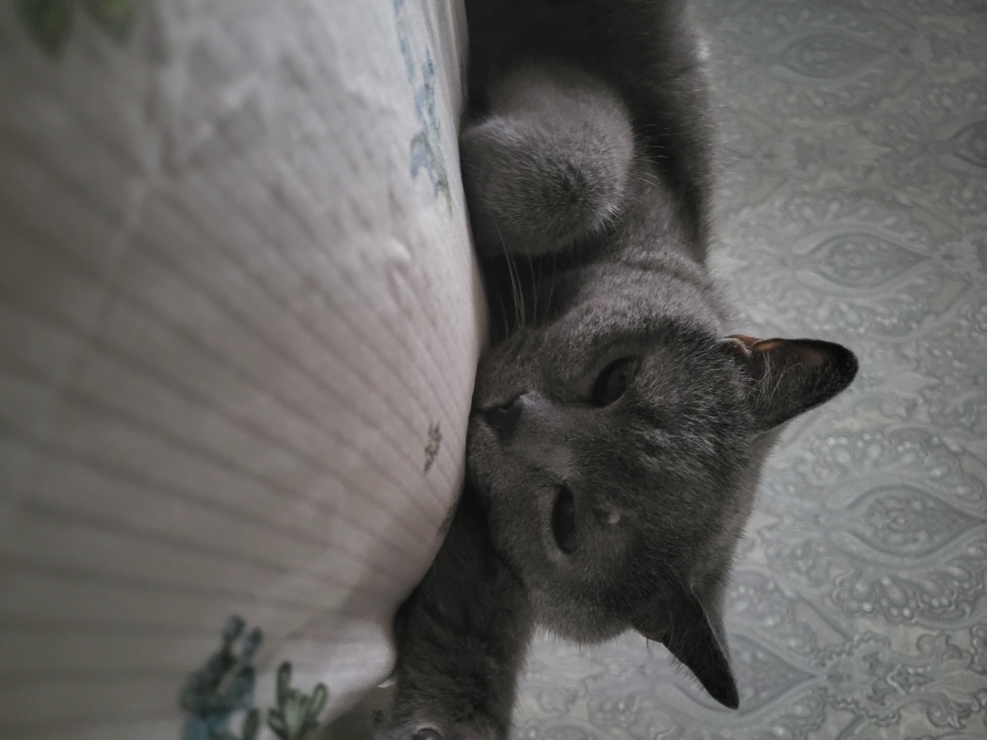 A Russian Blue cat lies on a patterned surface, its head resting on its paws. The cat is a solid gray with dark eyes and pointed ears. The background is a textured wallpaper with a subtle floral pattern. The lighting is dim, casting shadows on the cat's face and body. The image is framed from a low angle, looking up at the cat. The location is Unknown, Unknown.