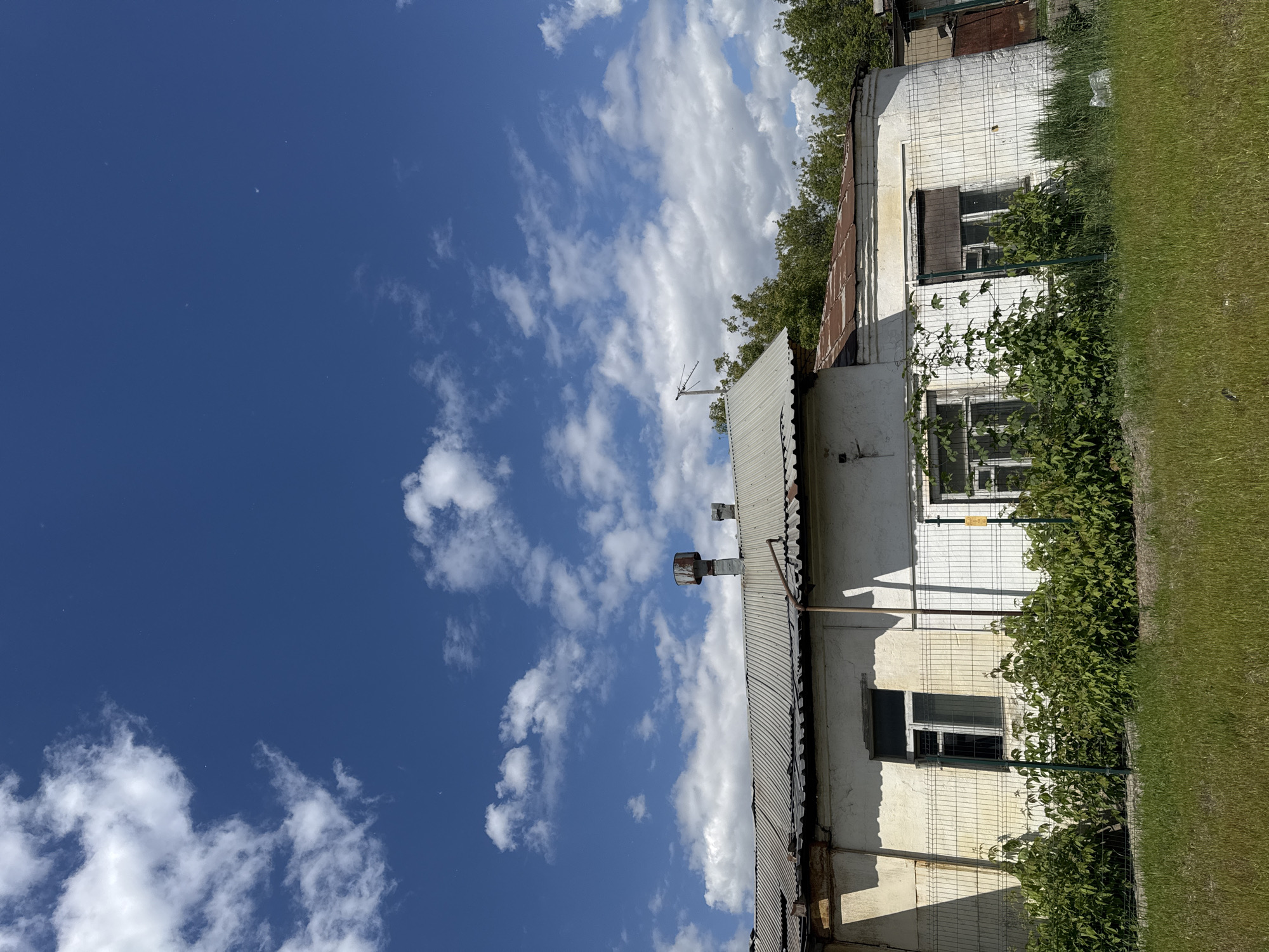 The image, presented rotated 90 degrees counter-clockwise, captures a daytime view of a modest, light-colored building under a clear blue sky with scattered white cumulus clouds. Bright sunlight casts shadows, indicating it is likely late morning or early afternoon. The building features a corrugated metal roof, two metal vents or chimneys, and a small antenna. Several windows, some fitted with dark shades, are visible along its facade. Lush green foliage, including bushes and vines, grows along the base of the building and entwines a wire mesh fence running in front of it. On the right side, a strip of vibrant green grass extends into the foreground. Trees with green leaves are visible behind the building's roofline. The scene suggests an older residential or suburban environment, fitting the provided context of Moscow, Russia. There are no people or discernible activities taking place. A small, illegible yellow sign is affixed to the building's exterior near an upper window.