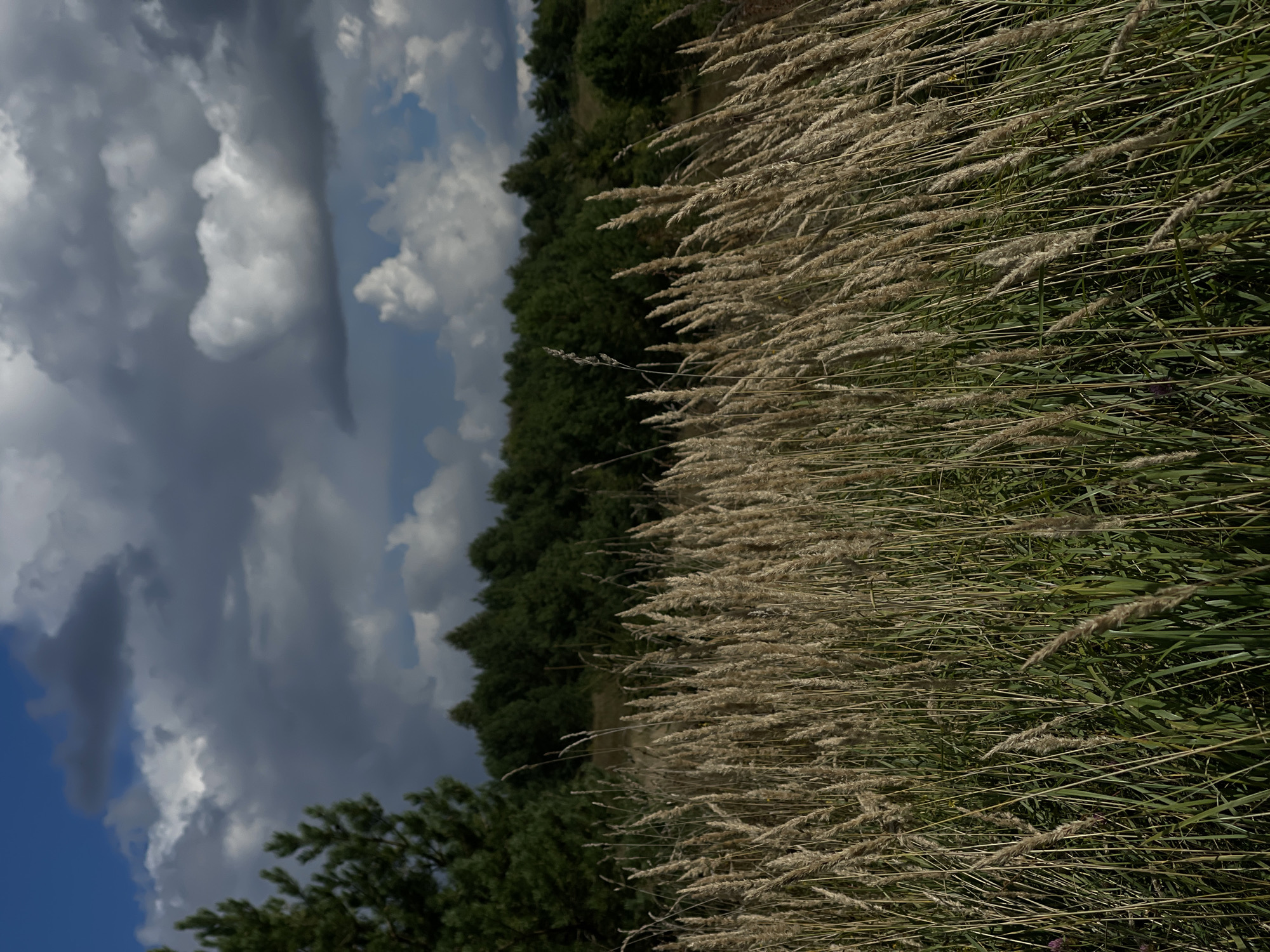 In the foreground, tall, dry grass stalks sway in the wind, their golden heads catching the sunlight. Behind the grass, a dense forest of dark green trees forms a natural border. Above the trees, a dramatic sky unfolds with a mix of bright blue patches and dark, heavy clouds, suggesting a partly cloudy or overcast day. The scene appears to be a natural landscape, possibly a field or meadow bordering a wooded area, likely located in or near the city of Perevoznoe, Russia. There are no people or specific man-made objects visible in the image.