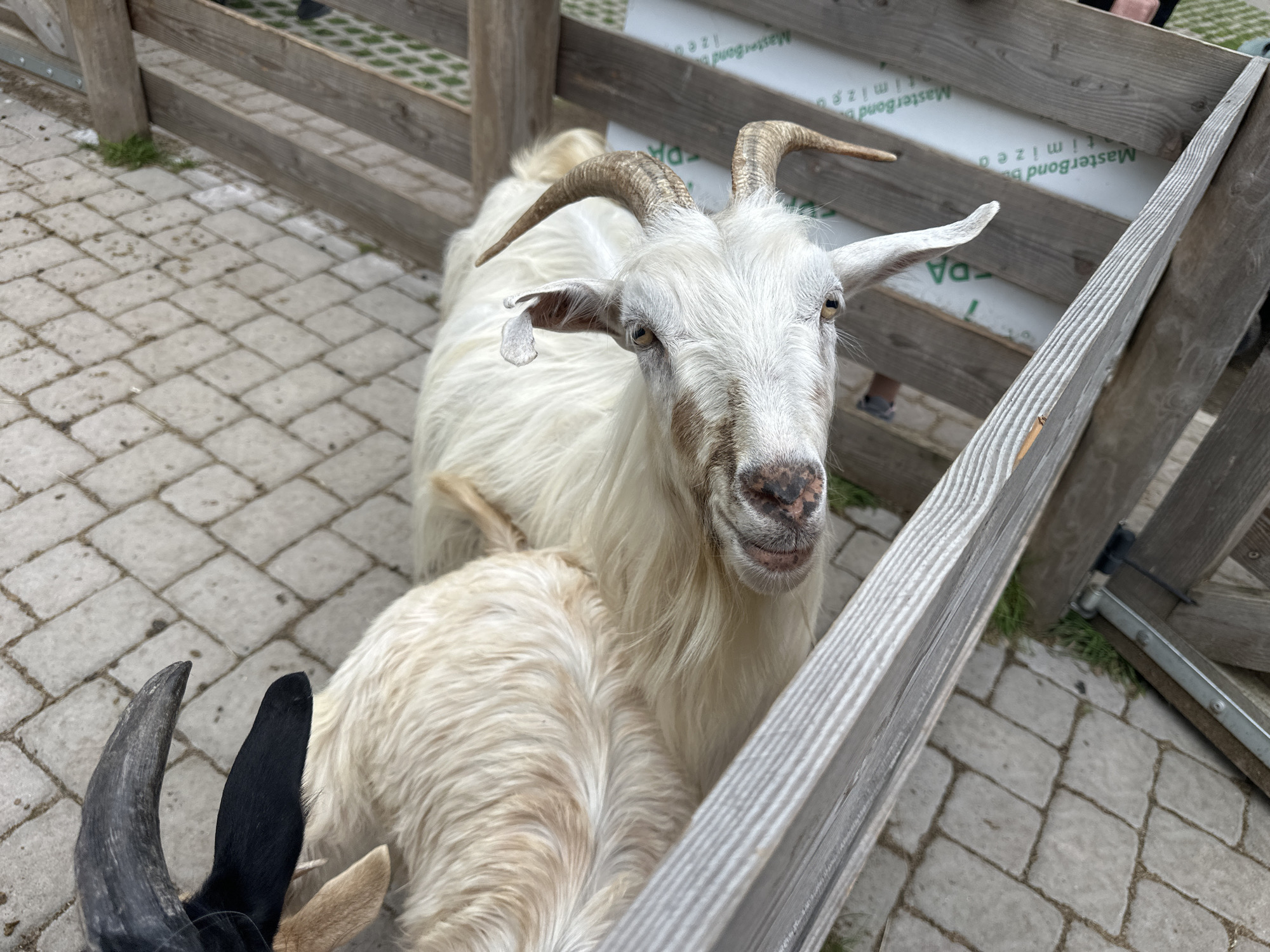A close-up, high-angle shot shows two goats within a wooden enclosure, likely at a petting zoo in Schwerin, Germany. The goat in the foreground is primarily visible from its back and shoulders, with only a hint of its black horn visible. The larger goat, positioned behind and to the right, is a white, shaggy-haired animal with brown and white markings on its face and dark, curved horns. It is facing the camera, with its head slightly tilted. Both goats appear to be standing on a paved area composed of light-colored interlocking stones. Behind the goats, a wooden fence separates them from a grassy area. The fence is constructed of rough-hewn planks, with metal hinges visible on the right side, suggesting it may be a gate or part of the enclosure's structure. The overall impression is of a candid moment at an animal attraction, with the goats appearing curious and perhaps expectant.