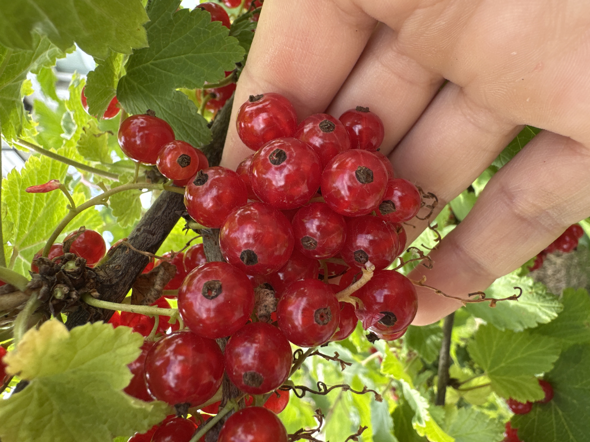 A close-up shot shows a hand gently holding a cluster of ripe red currants on a branch, with other berries and green leaves visible in the background. The scene is outdoors, with sunlight illuminating the berries and leaves. The location is specified as Oliki, Russia.