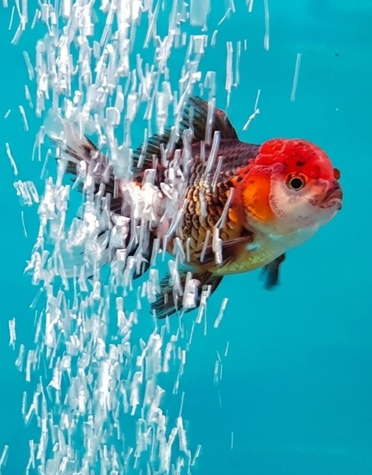 A vibrant image showcases a goldfish, predominantly orange and black with a bulbous red growth on its head, swimming amidst a flurry of air bubbles. The background is a uniform blue, suggesting an aquarium setting. The bubbles are clustered on the left, obscuring parts of the fish. The image was likely taken in an indoor environment. The location City of Medan, Indonesia, is irrelevant to the scene depicted.