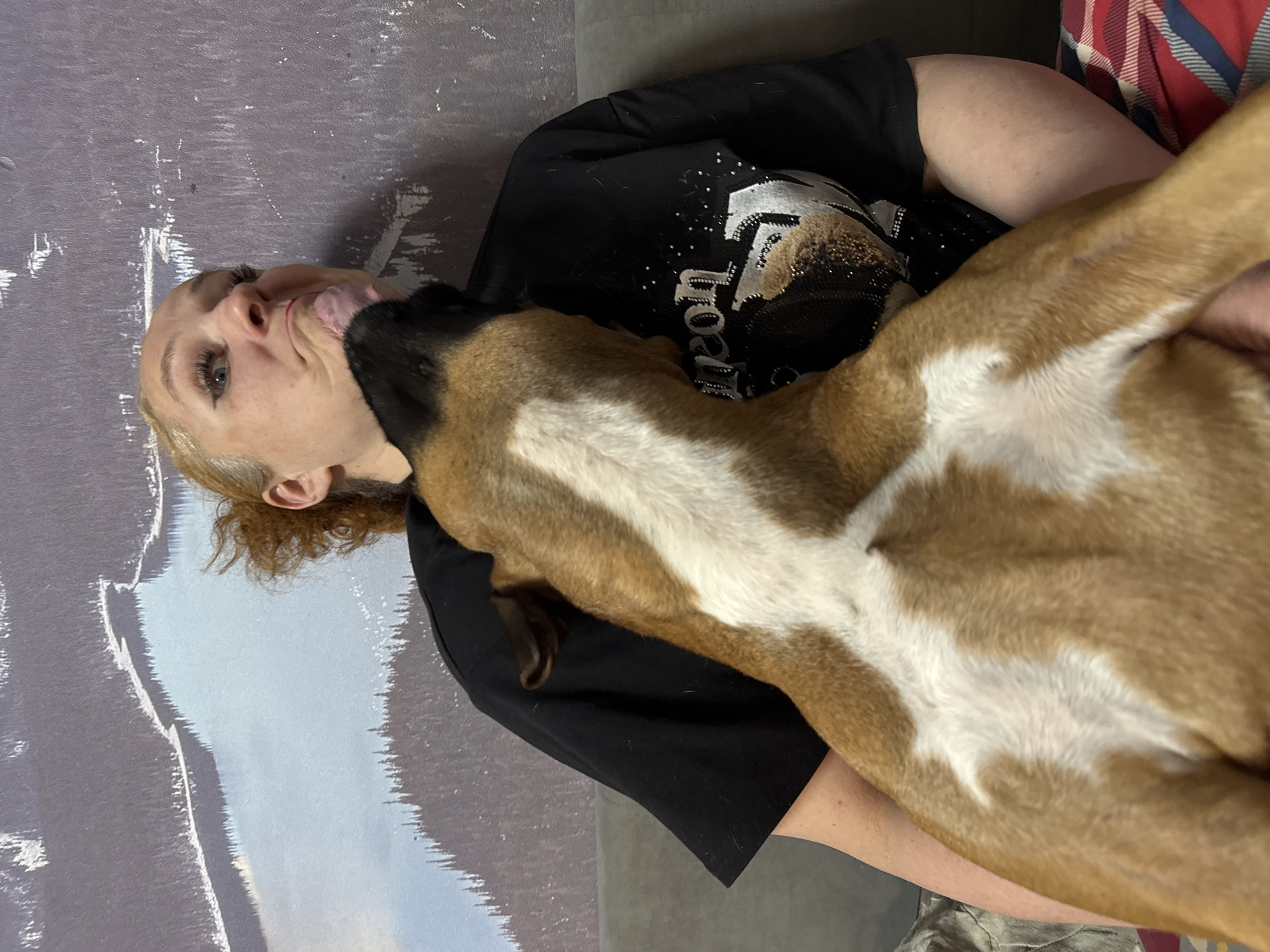 A woman is holding a light-brown and white dog that is licking her face. The woman is wearing a black t-shirt with a sparkly design. The location cannot be verified as being in the city of Chaikovsky, Russia.