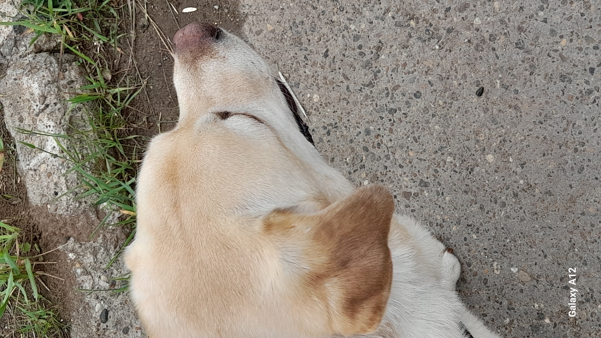 A light-colored Labrador retriever is lying down on a speckled concrete surface with patches of green grass and dirt in the background. The dog's head is in profile, facing right. Its eyes are closed, and its ears are relaxed. The dog's fur is short and appears clean. The concrete shows signs of wear and tear, with small pebbles embedded in it. The overall scene suggests a relaxed and calm atmosphere, possibly in a park or a backyard. The location is not identifiable from the image alone.