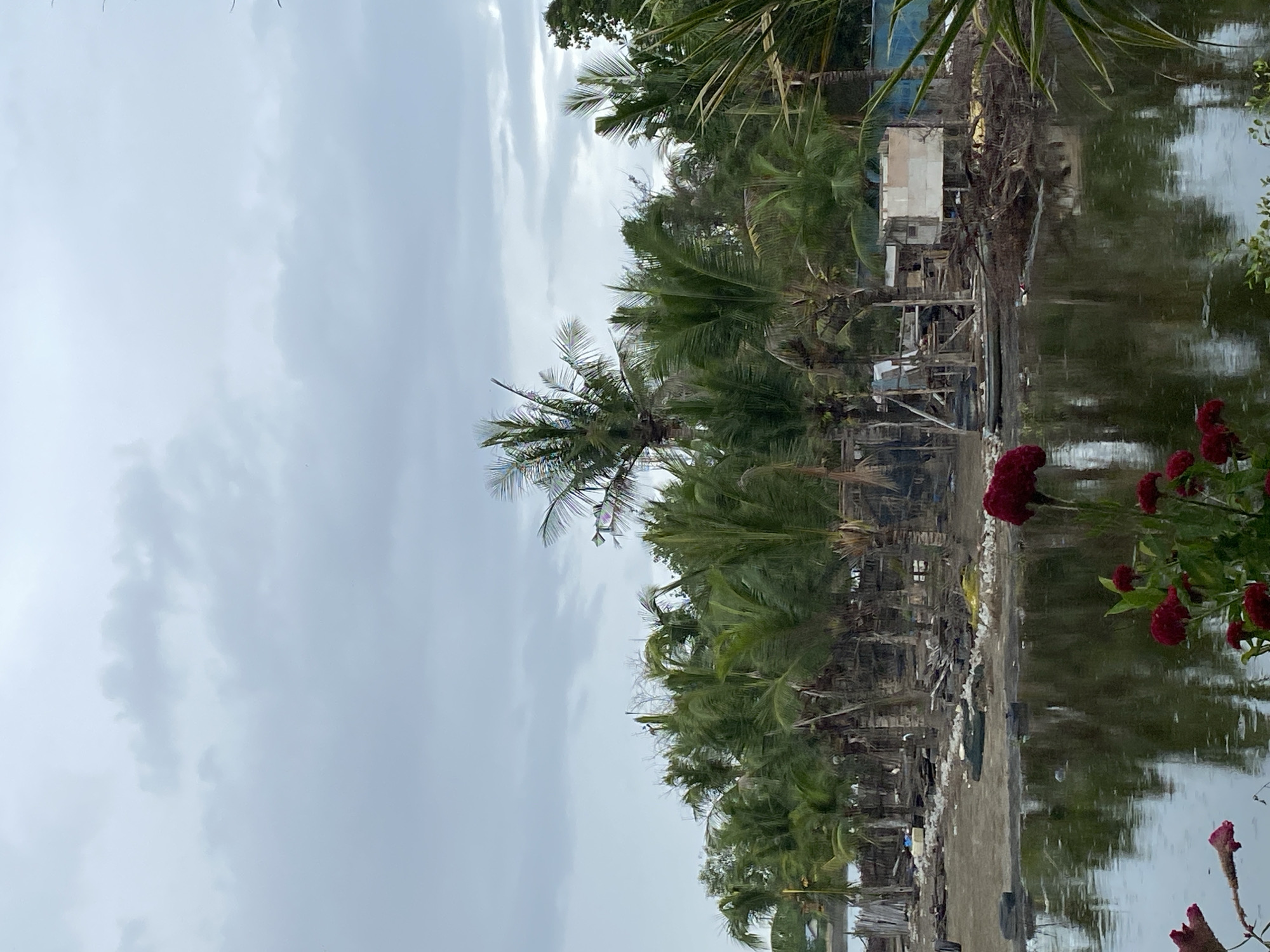 The image, when viewed in its correct upright orientation, depicts a serene yet somber tropical landscape dominated by an overcast sky and a calm body of water. In the immediate foreground on the right, vibrant red cockscomb flowers with lush green leaves provide a burst of color.
The central part of the scene features a line of dense tropical vegetation, primarily tall palm trees, stretching along the far bank of a water body, likely a river or canal. The water reflects the cloudy sky and the green foliage, creating a muted palette of greys and greens. Among the trees and along the water's edge, several simple structures are visible. These buildings appear to be made from various materials, possibly wood and corrugated metal, and some seem makeshift or in a state of disrepair. Their construction, possibly on stilts, suggests adaptation to a water-adjacent environment. Debris and scattered items are present along the muddy bank.
The sky is completely overcast with light grey clouds, indicating a cloudy daytime with no direct sunlight. The overall atmosphere is quiet, with no people or explicit activities taking place. The scene conveys a sense of a rustic or rural settlement in a tropical setting, consistent with the location context of Lhokseumawe, Indonesia. There is no visible text in the image.