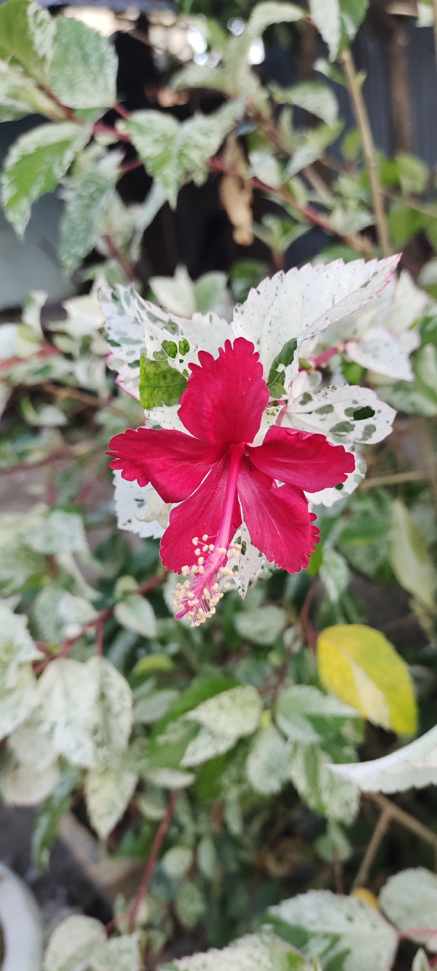 A close-up shot focuses on a vibrant red hibiscus flower with delicate, ruffled petals. The flower's stamen, tipped with yellow pollen, extends outwards, adding a striking contrast. Surrounding the bloom is a backdrop of variegated leaves, featuring a mosaic of green and white. The plant appears to be in a natural outdoor setting, potentially in a garden or public space within Bireuenmeunasahdayah, Indonesia. The lighting suggests it is daytime.