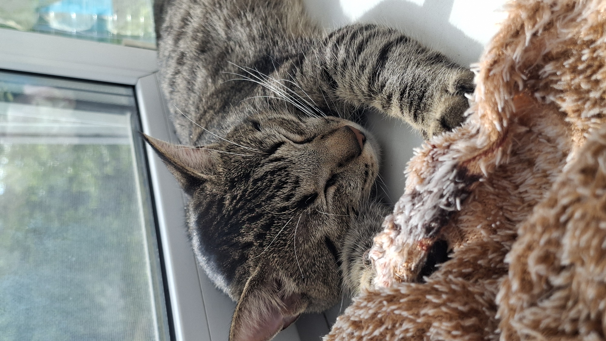 The image shows a tabby cat peacefully sleeping or resting next to a window. The cat, with its characteristic brown and grey striped fur, is curled up on a white surface, likely a windowsill or a bed positioned by the window. Its head is tilted slightly upwards, eyes closed in slumber, and long white whiskers extend from its snout. One of its front paws is gently touching a fluffy, brown, textured object, which appears to be a soft blanket or a pet bed.
Bright sunlight streams into the scene from the right, illuminating the cat's fur and casting a distinct shadow on the white surface beneath it, indicating it is daytime, likely morning or afternoon. Through the clear windowpane, a blurry view of lush greenery and outdoor light is visible, suggesting trees or bushes outside. The window itself is a modern, white-framed structure. The overall atmosphere conveyed is one of tranquility and comfort, with the cat appearing completely relaxed. There is no visible text in the image. The provided location context for this image is Забалоцкі сельскі Савет, Belarus.