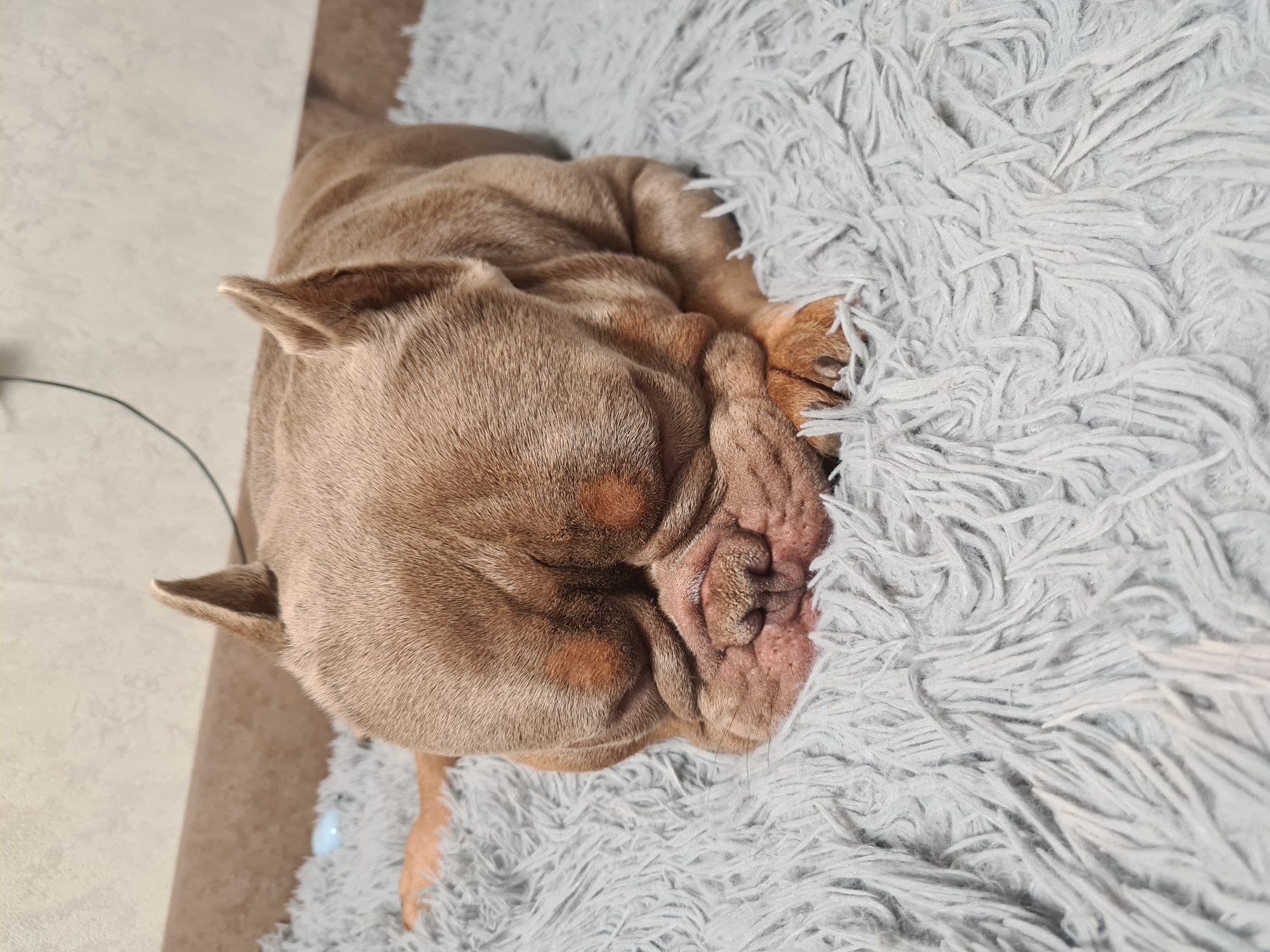 A light brown French bulldog is sleeping on a fluffy grey rug. The dog's face is wrinkled and its eyes are closed. Its ears are perked up slightly. The rug is soft and appears to be made of long, shag fibers. In the background, there is a blurred brown surface and a light-colored wall. The lighting suggests an indoor setting.