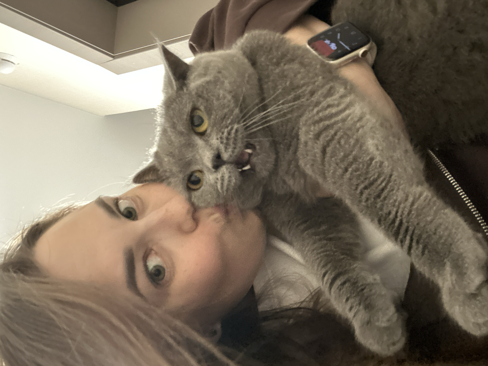 A close-up selfie captures a moment between a woman and a grey cat, likely indoors. The image is taken at an angle, with the woman's face partially visible on the left, looking towards the camera with wide, expressive light-colored eyes. Her brown hair falls around her face. She is holding a fluffy, grey cat, which fills a significant portion of the frame. The cat, possibly a British Shorthair given its appearance, has bright yellow eyes and an open mouth, revealing small teeth and its tongue, as if in the act of biting or nuzzling the woman's cheek or chin.
The woman is wearing a light-colored smartwatch on her left wrist, with a screen displaying unidentifiable, faint icons, including a red one. She appears to be wearing a dark, possibly brown, jacket or hoodie. The background is simple, consisting of light-colored walls and a ceiling with a light fixture, typical of an indoor residential setting. The overall impression is one of a playful and affectionate interaction between the woman and her pet. The provided context for the location is Perm, Russia.