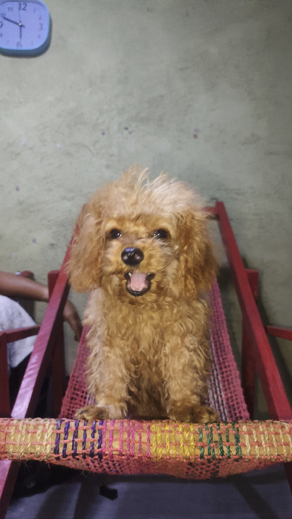 A toy poodle, light brown in color, sits on a colorful woven hammock. The dog is facing the camera with its mouth open, panting, and its tongue is visible. Its fur is curly and somewhat disheveled. The hammock is supported by red metal framing. In the background, a light blue clock with black numbers is mounted on a textured green wall. The clock face shows the time as approximately 12:15. To the left of the dog, a person's arm and shoulder are partially visible, indicating another person is present in the scene, possibly the owner. The lighting suggests an indoor setting, potentially a home or a grooming salon. The overall scene appears casual and domestic. The image was captured in Santa Rosa, Philippines.