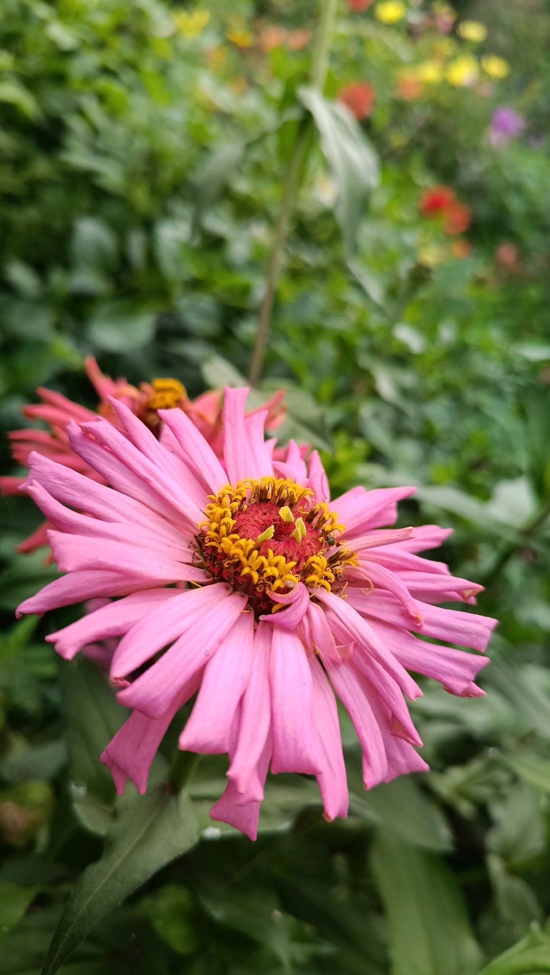 A close-up shot focuses on a pink zinnia flower with a bright yellow center, its petals fanned out. In the background, other flowers in red, yellow, and purple hues are visible, blurred by the depth of field, amidst lush green foliage. The scene is set in a garden, possibly in the city of Karsha, Russia. There are no people or animals present in the image.