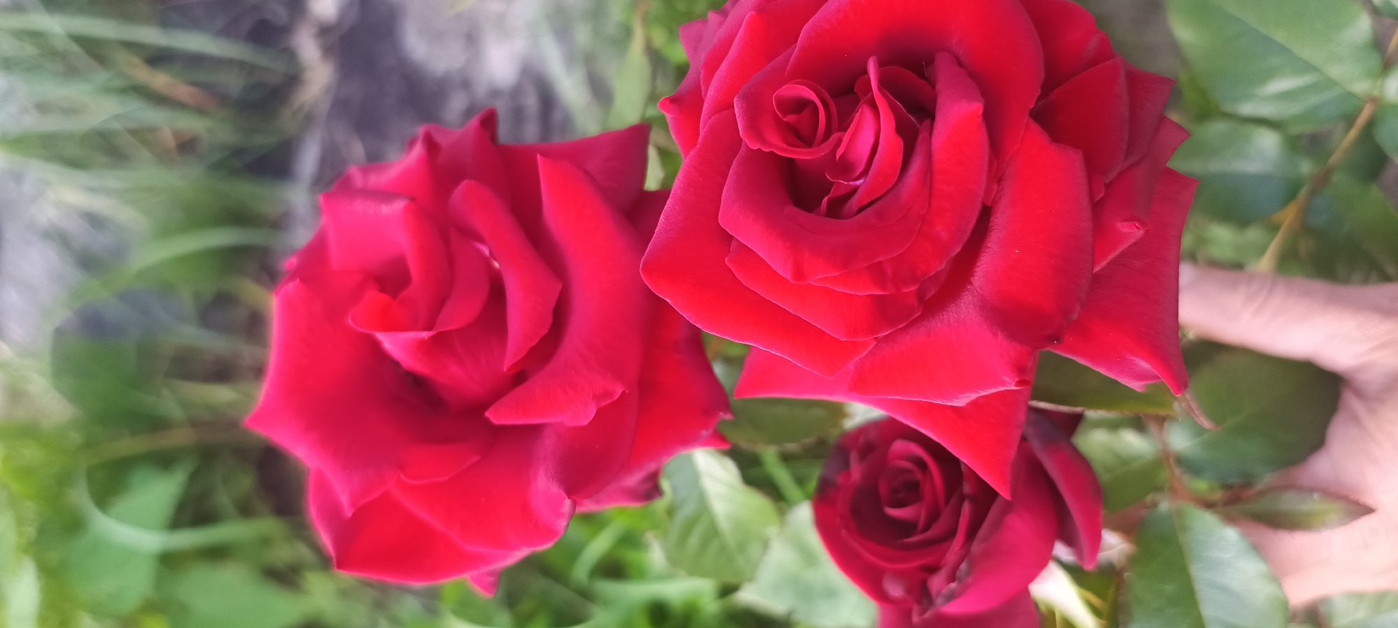 This media file is a close-up, horizontal shot of several vibrant red roses in a garden setting. The primary subjects are three red roses, with two large, fully bloomed roses taking center stage in the foreground, and a smaller, partially bloomed rose visible at the bottom. Lush green foliage and stems surround the flowers. In the background, there is a blurry mix of green leaves and some darker, out-of-focus elements. A human hand, with light skin tone, is partially visible on the right side of the image, gently interacting with the leaves near the roses, suggesting someone is tending to or admiring the flowers. The lighting suggests it is daytime, likely outdoors, given the natural setting and vibrant colors of the flowers and foliage. The image evokes a sense of natural beauty and tranquility, focusing on the intricate details of the rose petals and their rich color. There is no visible text.