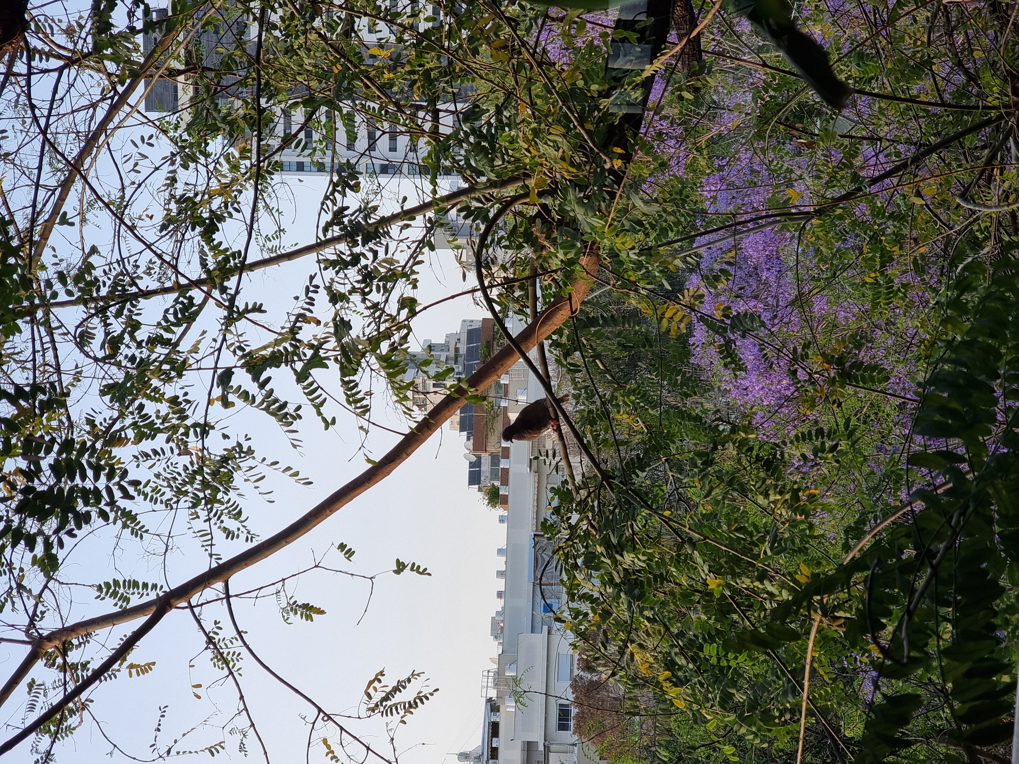 The image shows a view from a tree in Ramat Gan, Israel. In the midground, there is a bird perched on a branch in front of a white apartment building with satellite dishes and balconies. In the background, there is a taller building with a glass facade, and purple flowers can be seen in the trees. The sky is light blue.