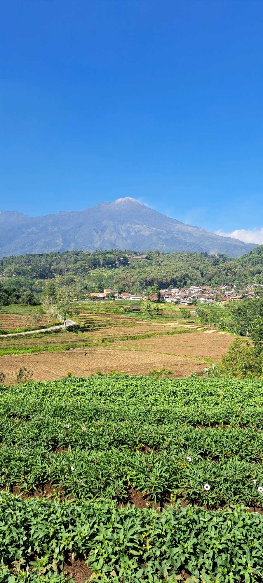 This is a vertical, full-shot image taken from a slight elevation, looking out over a rural landscape in Belik, Indonesia. In the foreground, there are rows of lush green crops, possibly sweet potato plants, with a few small white flowers visible. Behind these crops, there are several tiers of dry, brown terraced fields, suggesting recently harvested land. A winding road cuts through these fields, leading towards a village nestled amidst rolling, tree-covered hills. The village consists of numerous houses with red-tiled roofs. In the background, a large, majestic mountain dominates the horizon, its peak dusted with what appears to be volcanic ash or cloud cover. The sky above is a clear, vibrant blue, indicating a sunny day. The overall scene conveys a sense of peaceful rural life and the grandeur of nature.