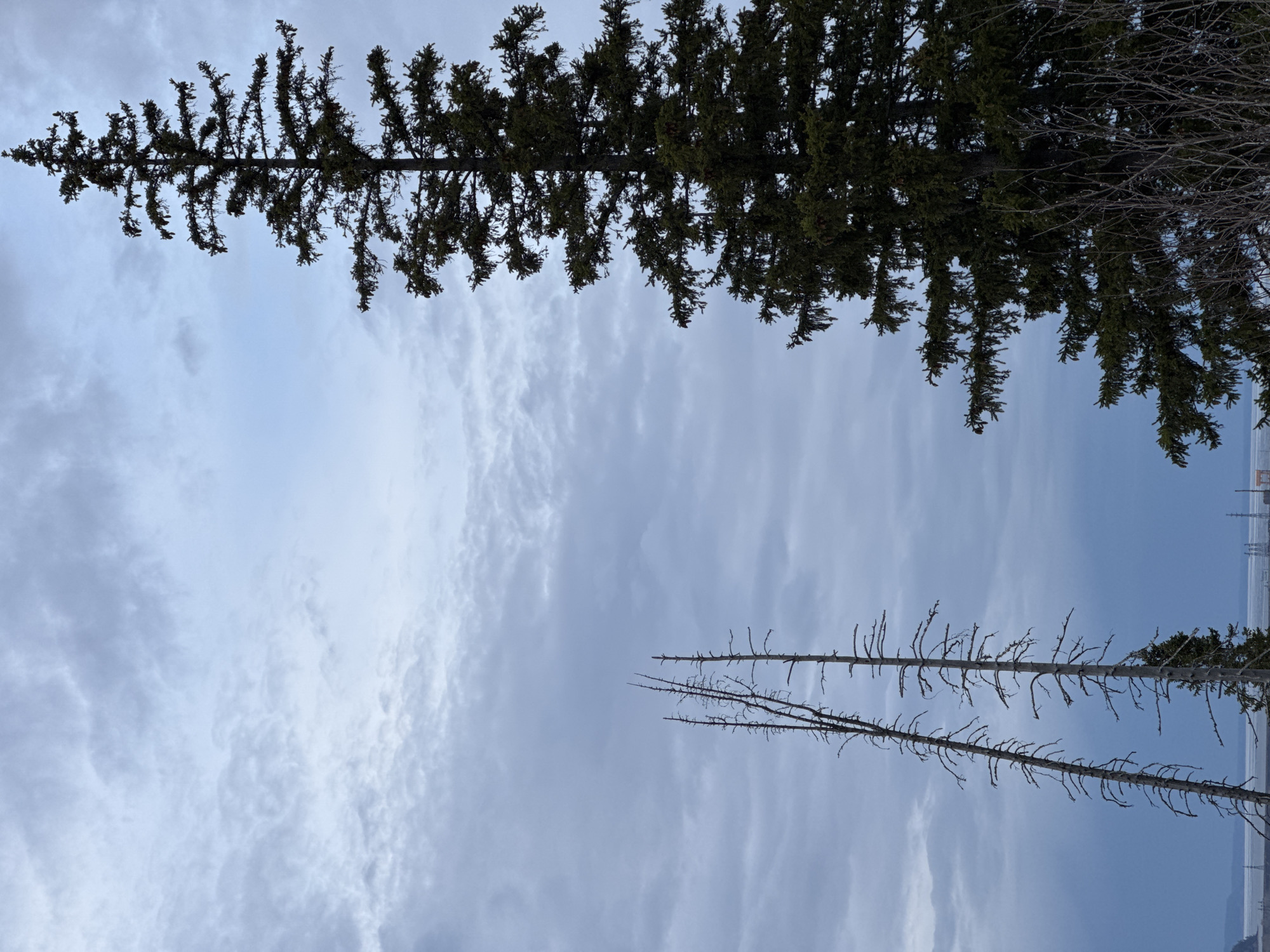 The image shows a view of the sky framed by trees. At the top, a large evergreen tree with dense foliage spans the width of the scene. Below, two bare, slender trees reach upwards, their branches stark against the sky. The sky itself is overcast with clouds, suggesting daylight conditions. The image appears to be taken in a natural setting with some evidence of civilization on the far right horizon. Based on visual details alone and the prompt's reference to Chaikovsky, Russia, the location can’t be firmly established.