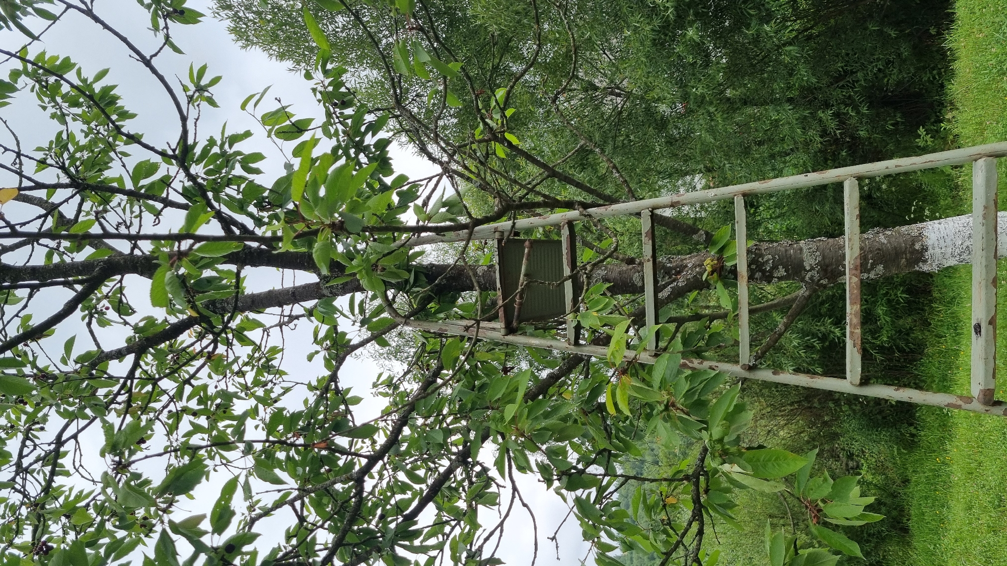 The image depicts a close-up view of a tree trunk with a section of a light-colored metal ladder resting against it. The tree is covered in lush green leaves, and its bark is textured and appears somewhat weathered, with patches of lichen. A small, rectangular, corrugated metal object is attached to the tree trunk, positioned between the ladder rungs. The ladder itself shows signs of rust and wear.
The background consists of dense green foliage, suggesting a natural, outdoor setting, likely a garden or a wooded area. A strip of bright green grass is visible on the right side of the frame. The lighting is soft and diffused, indicating an overcast day, possibly morning or afternoon. The overall impression is one of a quiet, rustic scene, perhaps an orchard or a backyard where a ladder is used for tending to trees or harvesting fruit.
There is no discernible text within the image. The scene is set in Vyshka, Ukraine.