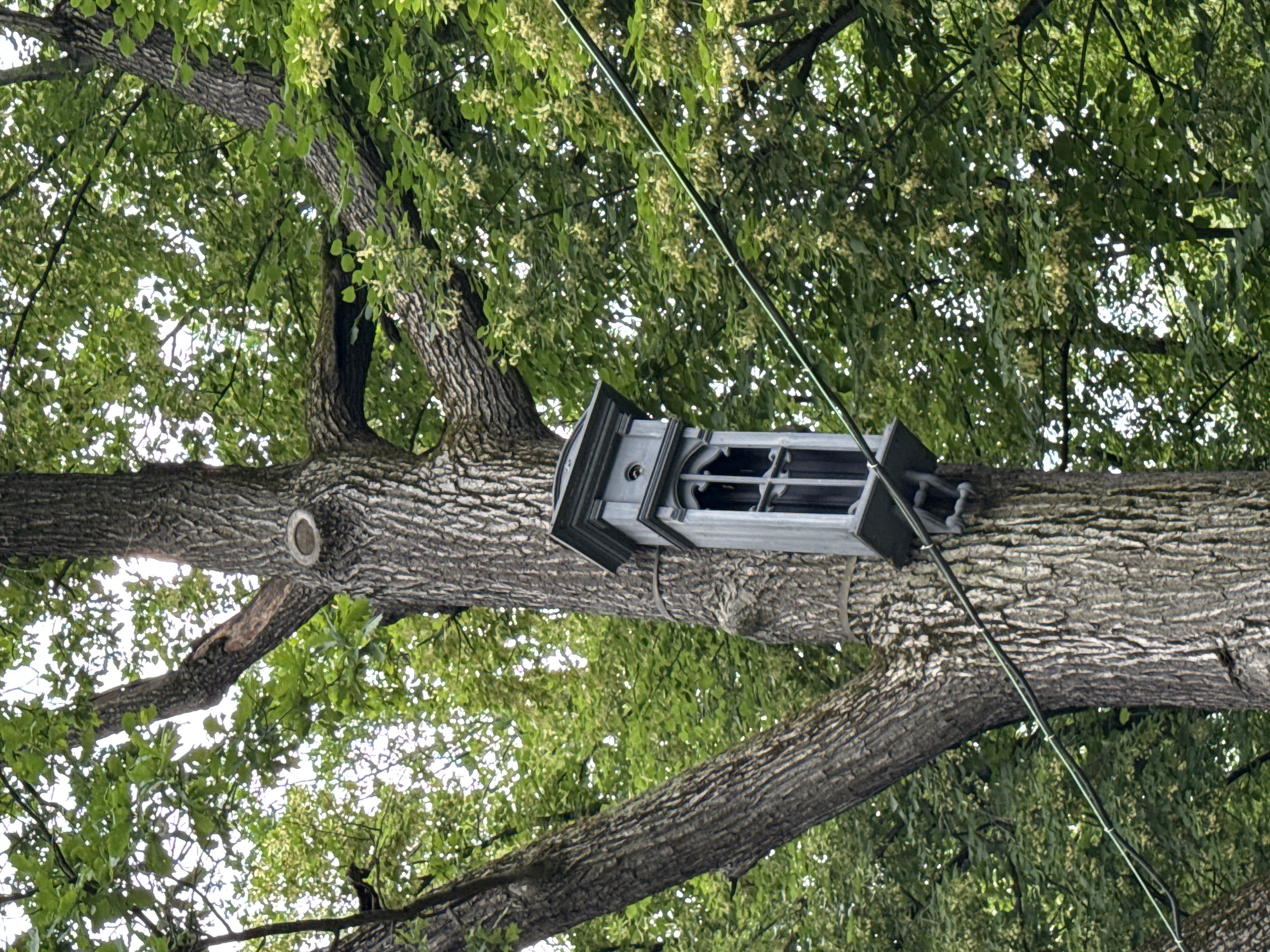 The image shows a unique, ornate birdhouse attached to a thick tree trunk in a lush green setting. The birdhouse is grey and has a gothic-style window with intricate detailing. It is mounted on a wooden platform secured to the tree by metal brackets and what appear to be straps. A thin green cable runs diagonally across the frame, passing behind the birdhouse. The tree itself has rough, textured bark and is surrounded by dense foliage with sunlight filtering through the leaves. This scene is located within the Kolomenskoye Museum-Reserve in Moscow, Russia, a historical estate known for its beautiful architecture and expansive parkland.