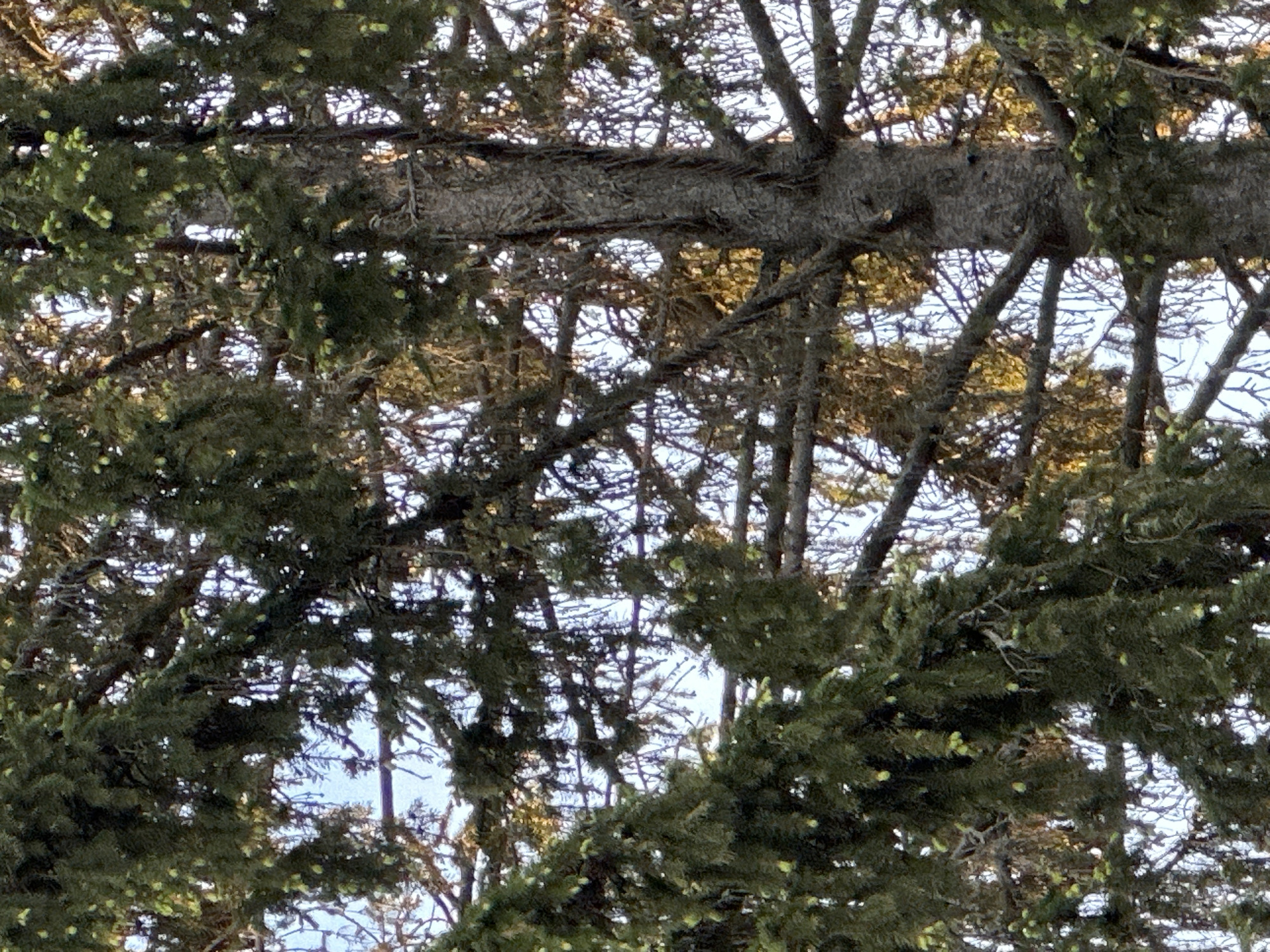 The image depicts a close-up view through the branches of a coniferous tree. The tree has dense green foliage, with some light green buds or cones visible. Several bare, brown branches are interspersed among the green needles. The background is a pale sky. It is impossible to confirm this image is taken in Nizhny Novgorod.