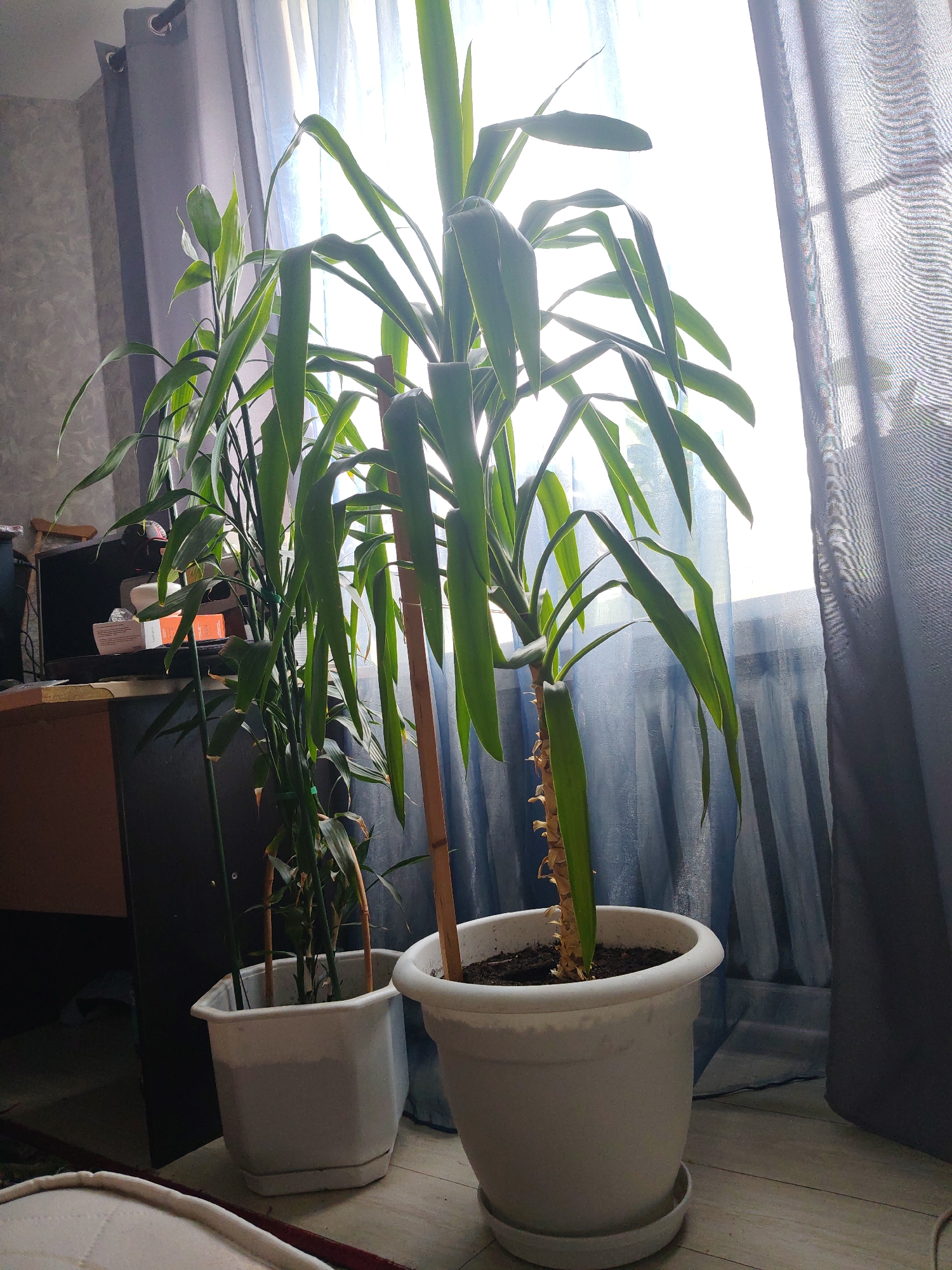 The image depicts an indoor scene, likely a residential setting, featuring two potted plants positioned near a window. The plant on the right, a Yucca, has a thick, segmented trunk and long, slender green leaves. It is housed in a white, round planter with a saucer. The plant on the left, possibly a Dracaena or bamboo, has multiple thin stalks and elongated green leaves, supported by thin wooden stakes. This plant is in a white, square-shaped planter with a wider rim. Both plants are illuminated by natural light filtering through sheer, light blue curtains and a darker gray curtain, suggesting a daytime setting. In the background, a dark cabinet or desk is visible with some items on its surface, including boxes and what appears to be a computer monitor. The floor is wooden. The overall impression is of a well-lit interior space with a focus on the houseplants. There are no people visible in the image. The mention of Drezna, Russia, as the location is not visually verifiable from the image itself, but it is provided as context.