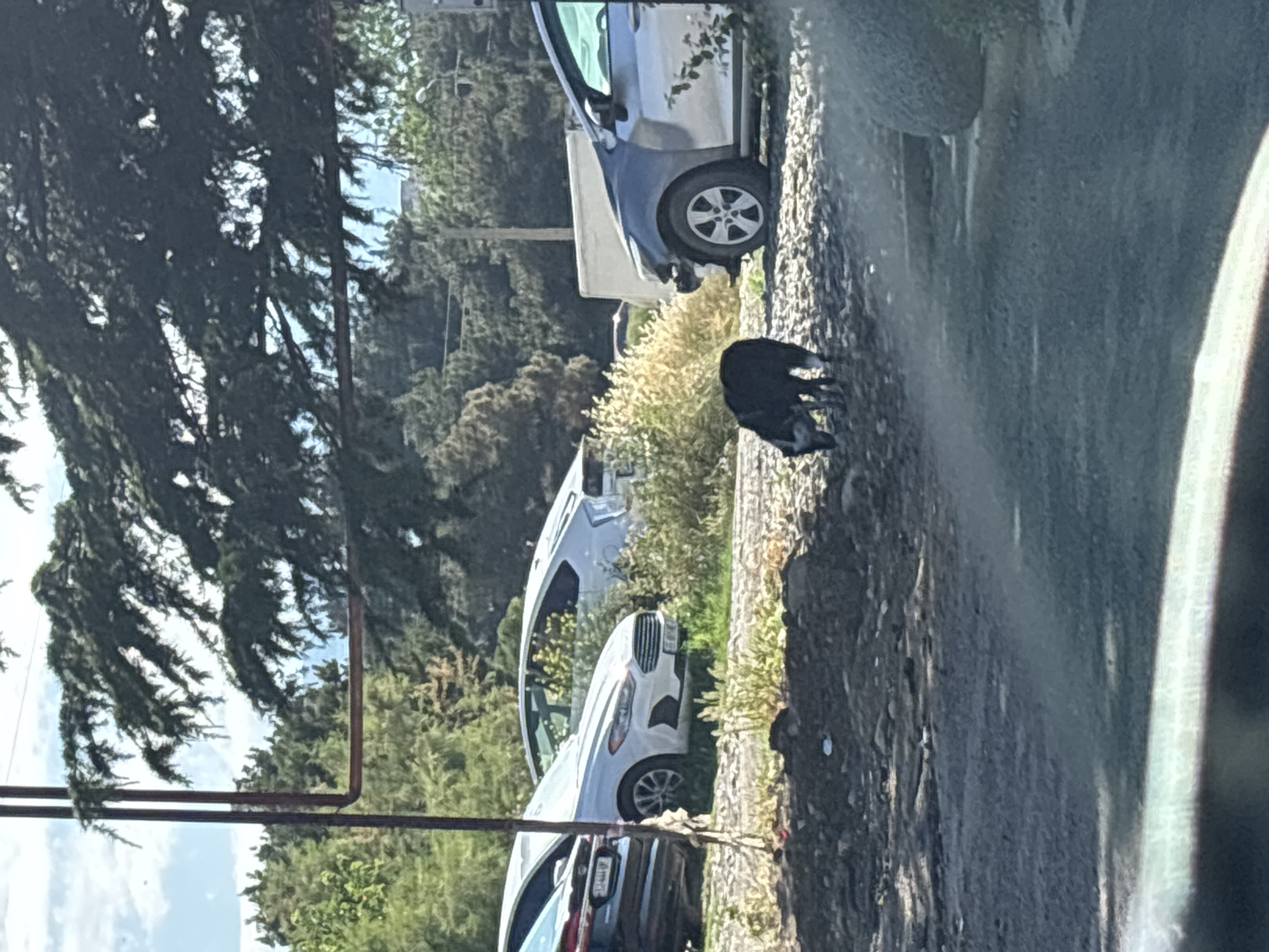 A black dog is foraging on a gravelly area near several parked cars and green foliage. The dog is positioned in the mid-ground, facing towards the left side of the image. To the left of the dog, a silver sedan is visible, and further to the left, a black car is partially obscured. In the background, lush green trees and a light-colored structure can be seen. The overall environment appears to be an outdoor urban setting, possibly a parking area or a roadside, with elements of nature. The image is captured in daylight, under a partly cloudy sky. The location is in the city of Tbilisi, Georgia.