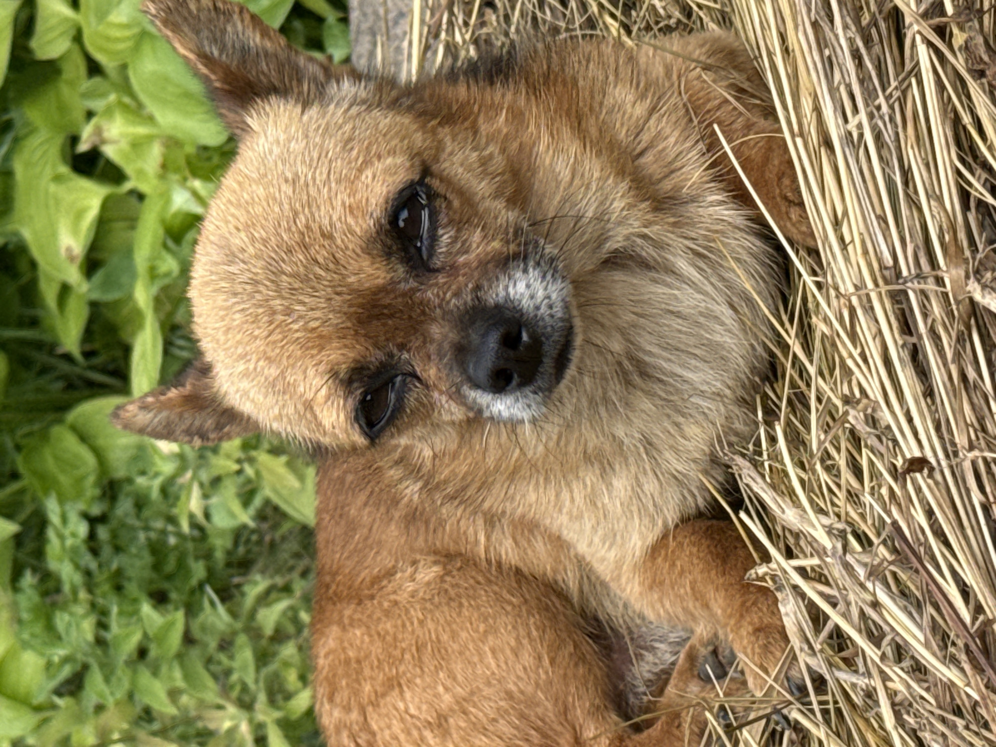 A tan Chihuahua dog is lying on a bed of dry hay, with its body slightly angled to the left. The dog's head is turned towards the viewer, and its eyes are partially closed. Its fur is short and a reddish-brown color. In the background, out-of-focus green foliage is visible. The scene appears to be outdoors.