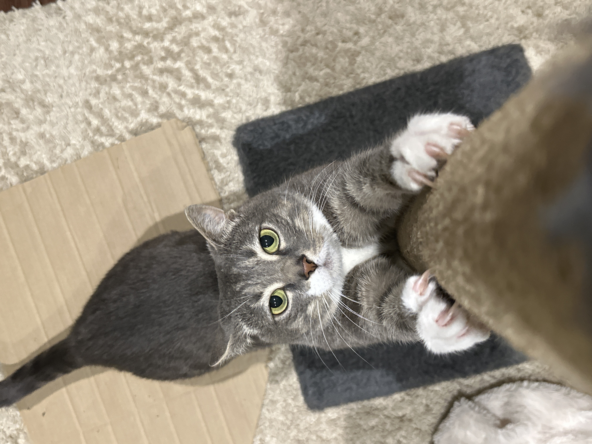 A gray tabby cat with white paws is captured in a close-up shot, clinging to a scratching post. The cat's body is oriented vertically in the frame, with its head tilted slightly upwards, looking directly at the camera. Its green eyes are wide and attentive. The cat's front paws are extended, with claws embedded in the textured surface of the scratching post. The background consists of a light-colored, plush carpet and a piece of corrugated cardboard.