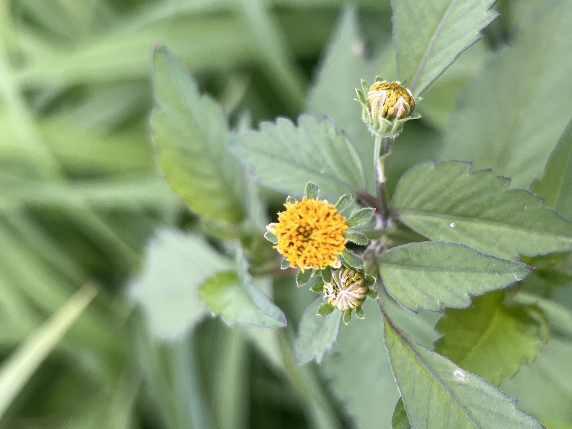 The image shows a close-up of a small yellow wildflower with three buds. The flower has a spherical shape with many ray florets. The buds are tightly closed and show hints of yellow. The plant has green, serrated leaves. The background is a blur of green foliage, suggesting an outdoor natural setting. The location in the city of Durumi, Nigeria, is not discernible from the image itself.