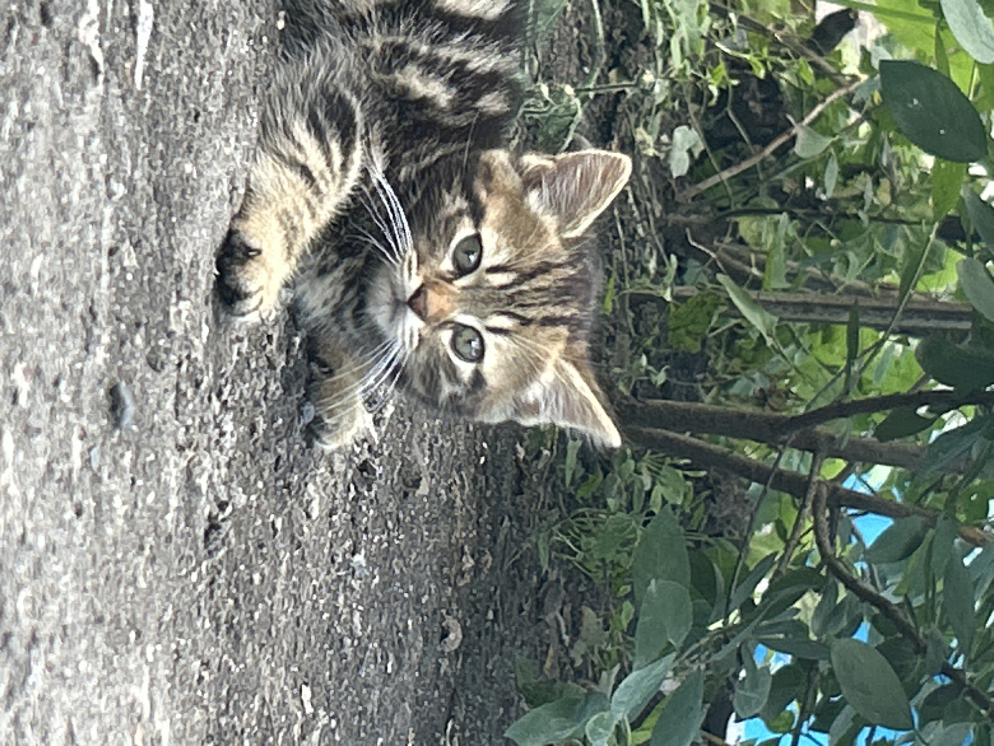 A close-up, eye-level shot captures a tabby kitten resting on a gritty, asphalt-like surface. The kitten, with its distinctive brown and black stripes, faces the camera, its green eyes wide and alert. Its white whiskers are prominent against its fur. The background consists of lush green foliage, with some branches and leaves extending into the frame, suggesting an outdoor setting. The overall lighting is natural and appears to be daytime. The specific location in Prokhladny, Russia, is not discernible from the visual information provided in the image.