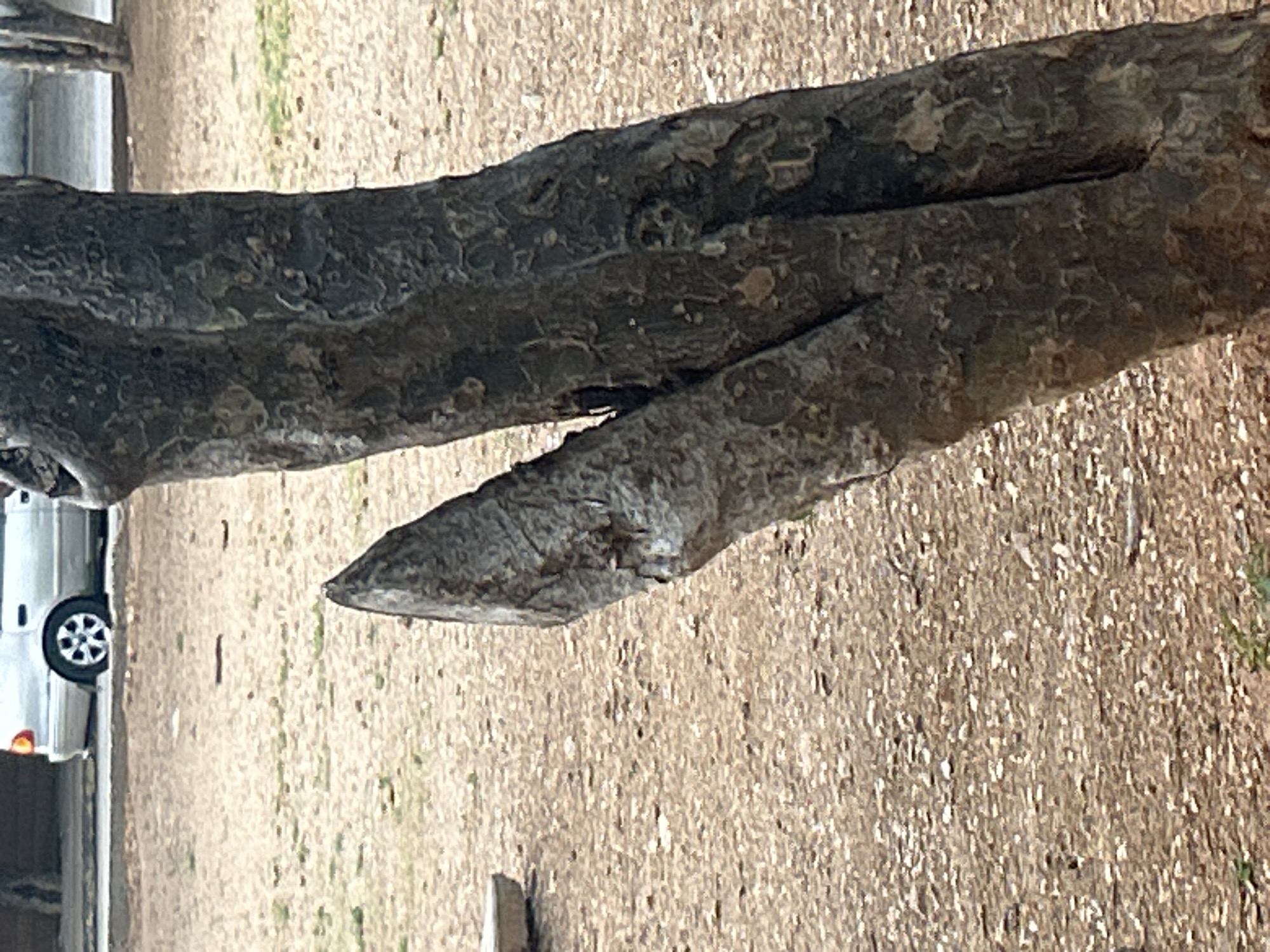 In Santa Ana, Venezuela, a close-up shot focuses on the textured bark of a tree trunk, which splits into two main branches. One branch tapers to a sharp point, resembling a blade. In the background, a light-colored sedan is parked on a paved surface, and beyond that, a glimpse of an urban environment is visible. The ground is covered with small, light-colored pebbles and scattered dried leaves.