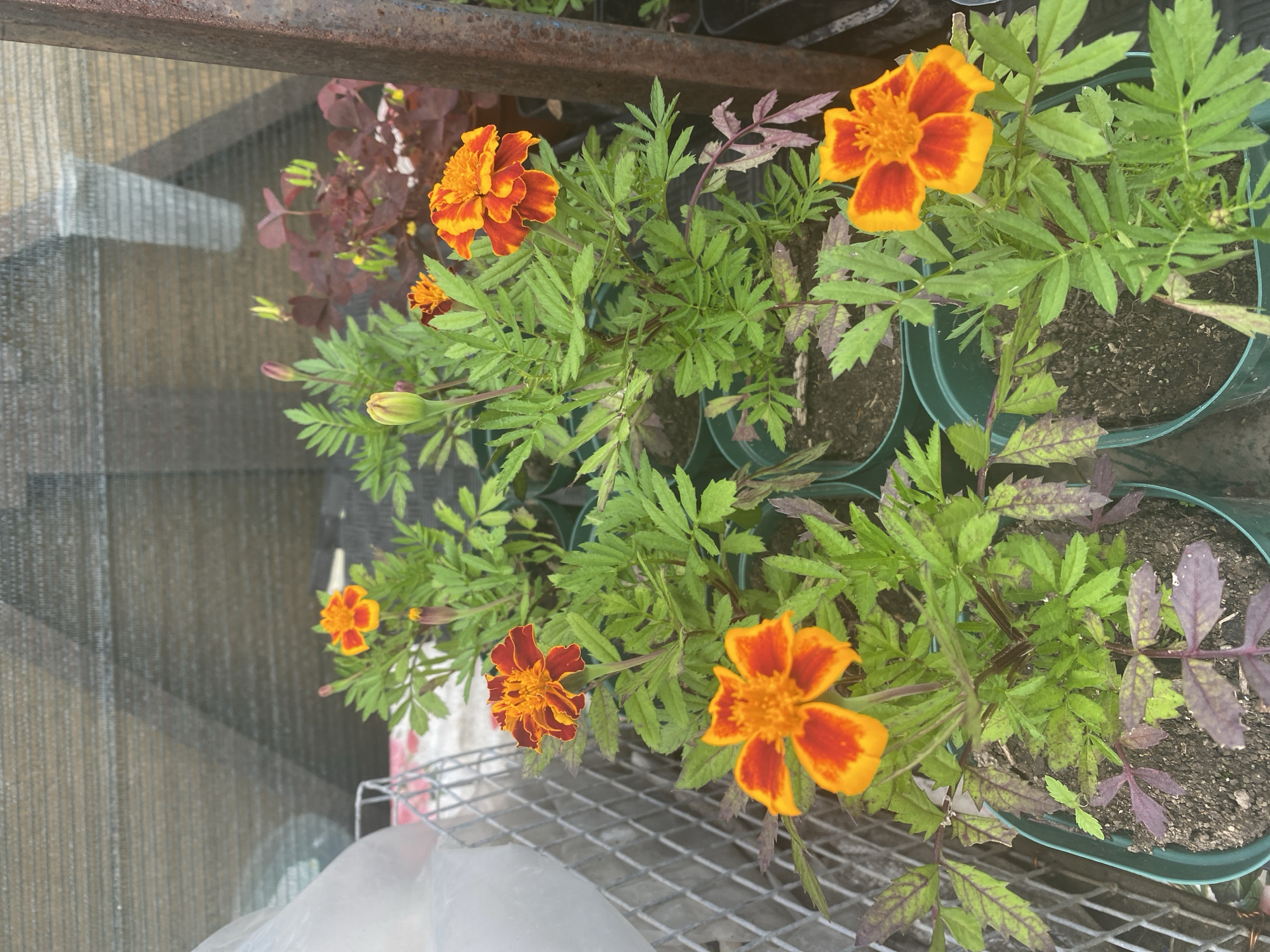 In Artyom, Russia, a close-up, high-angle shot captures several potted marigold plants. The marigolds, in various stages of bloom, display vibrant orange and red petals. The plants are housed in small green plastic pots filled with dark soil. The background reveals a mesh-like screen, possibly part of a greenhouse or outdoor market stall, and a rusty metal pole. The lighting suggests an outdoor setting with sunlight filtering through the screen, casting shadows.