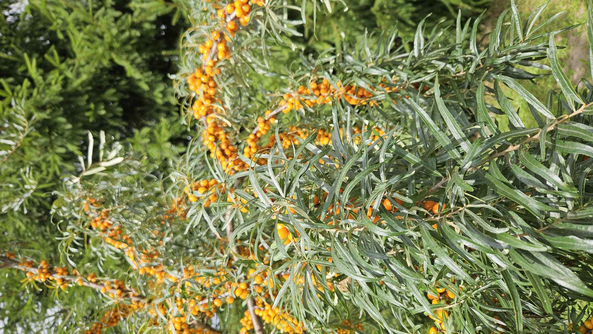 The image shows a close-up view of a sea buckthorn bush laden with bright orange berries. The berries are clustered along the branches, which are covered in long, narrow, silvery-green leaves. The background consists of out-of-focus green foliage, likely other trees or bushes, and a glimpse of a sandy or gravelly ground. The lighting suggests it is daytime, possibly with sunlight filtering through the leaves, creating subtle shadows and highlights on the berries and foliage. There are no people or animals visible in the image. The scene appears to be in a natural or semi-natural outdoor environment. The location is identified as Kākciems, Latvia, suggesting a coastal or rural setting.