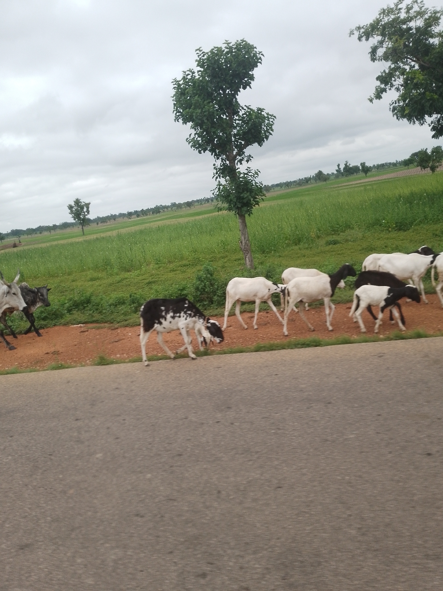 The image depicts a herd of sheep and goats walking along a dirt road next to a lush green field. The sky is overcast with clouds. In the distance, trees and a few scattered buildings are visible. The scene is located in Serti, Nigeria.