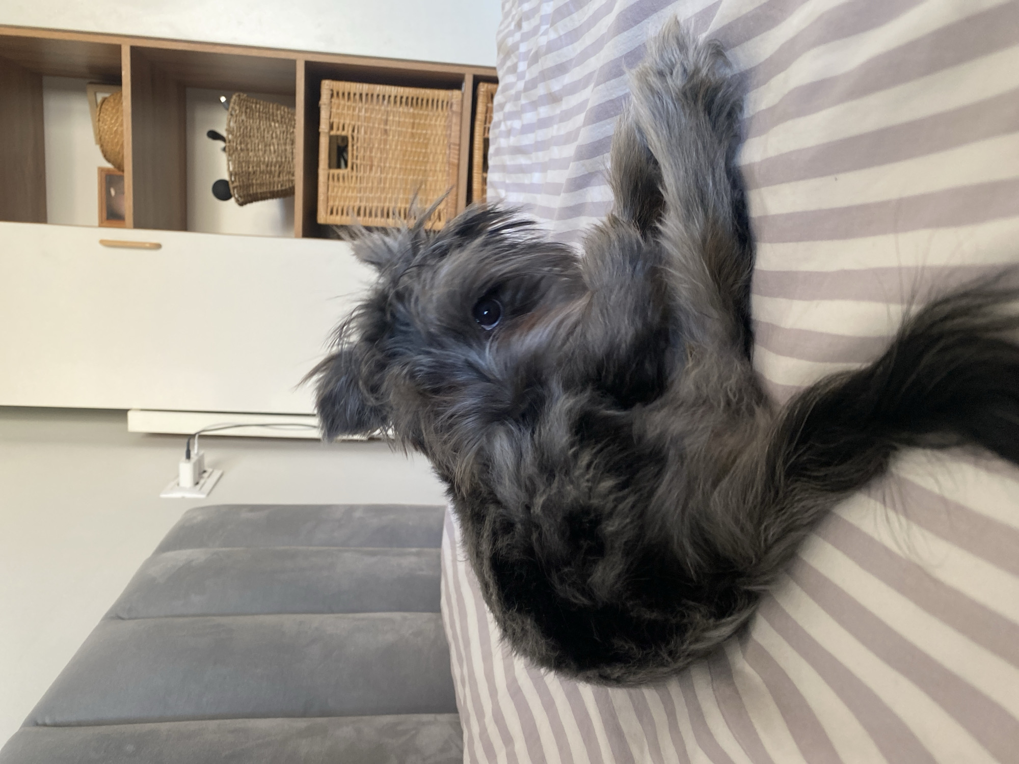 A gray, long-haired terrier-mix dog is lying on a striped, horizontal-patterned pillow on a gray, upholstered couch. The dog is oriented such that its head is on the left and its hindquarters are on the right, with its tail draped across the pillow. The dog is looking to the left with one eye visible. Behind the couch is a wall, and on the wall are some open shelves containing various objects, including woven baskets. There is also an electrical outlet with a charging adapter plugged in. The photograph was likely taken in an interior setting within the city of Chaikovsky, Russia.